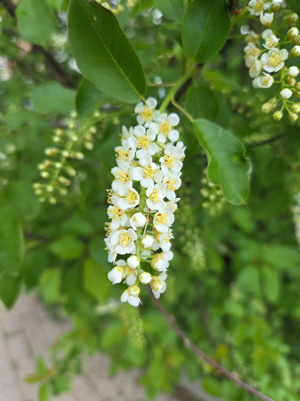 Spring blooms documented across unknown urban area in May