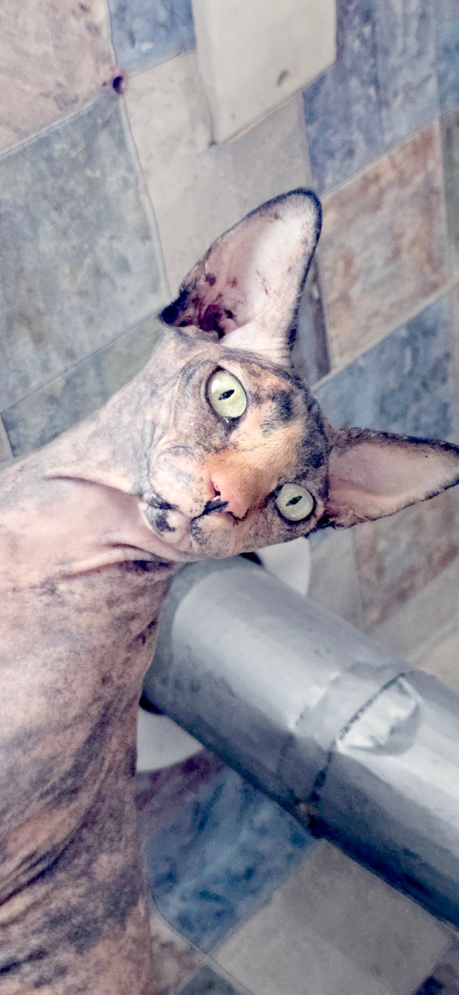 Sphynx cat portrait series shot in Baku
