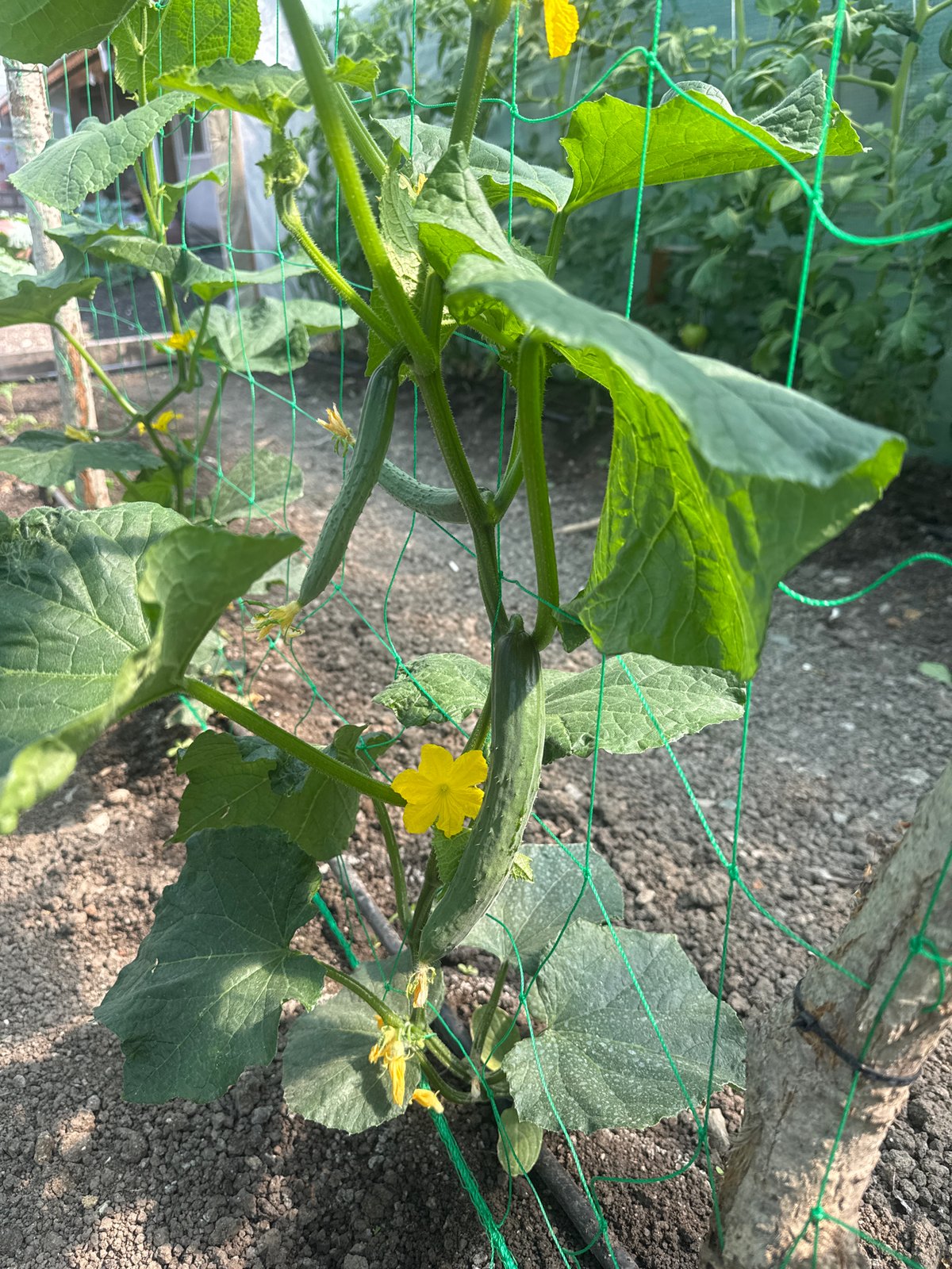 Morning Farm Operations Documented in Sarnevo, Bulgaria