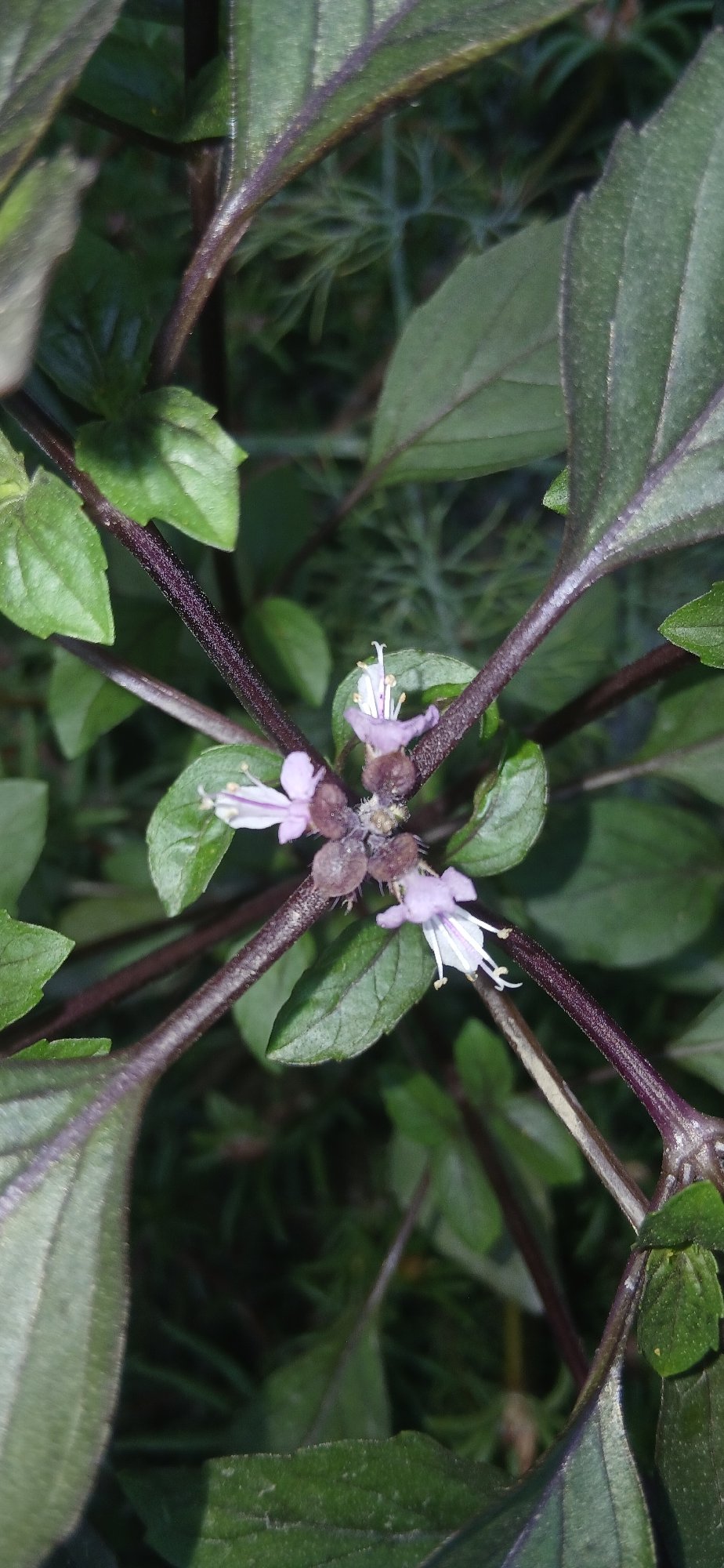 Garden plants and flowers up close in Andijan, Uzbekistan