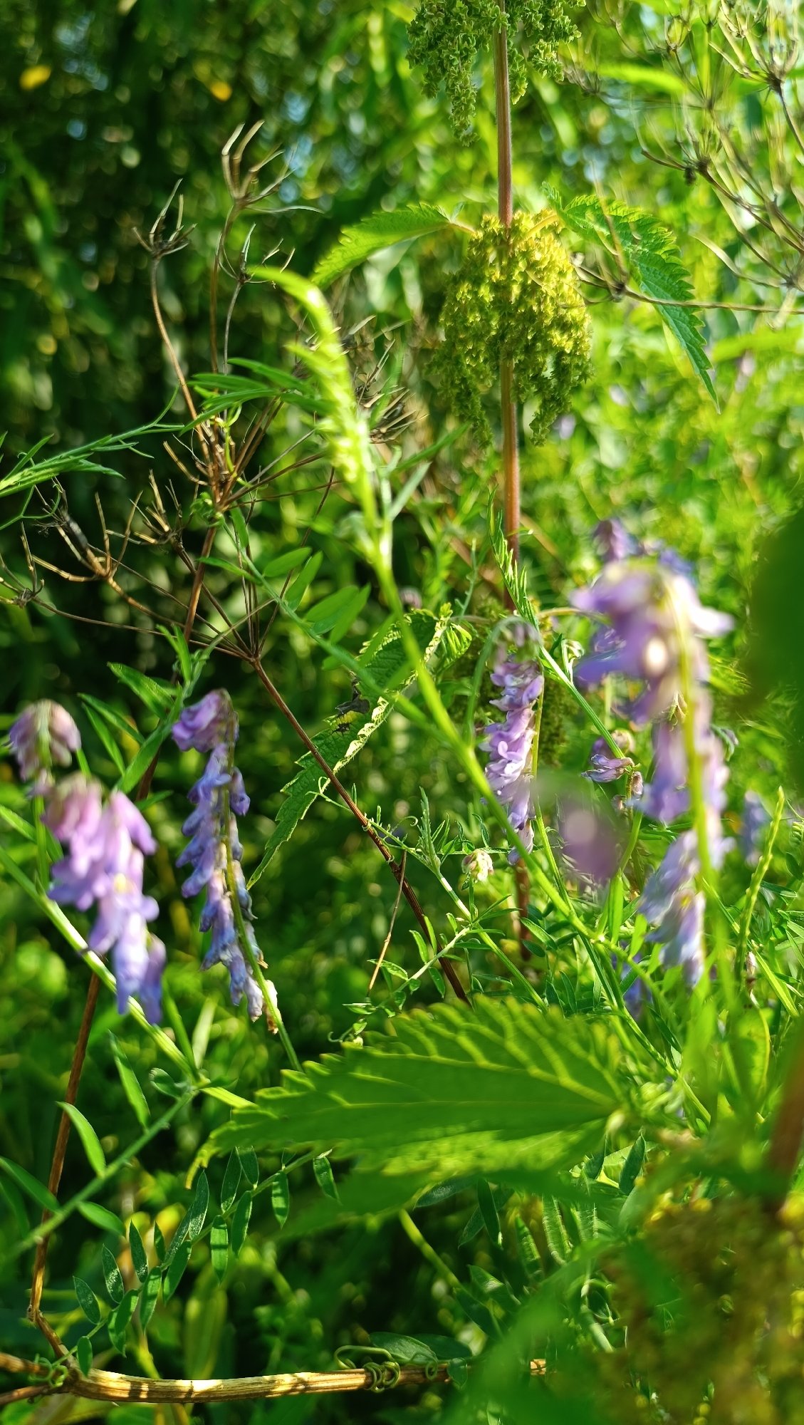 Summer morning in Karsha: cattle, pines, and a weedy pond