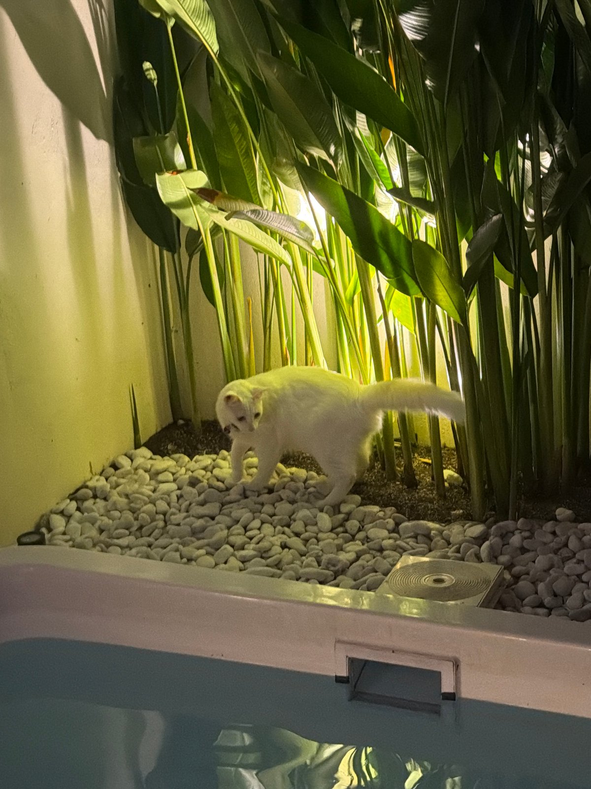 Domestic cats observed in routine indoor activities