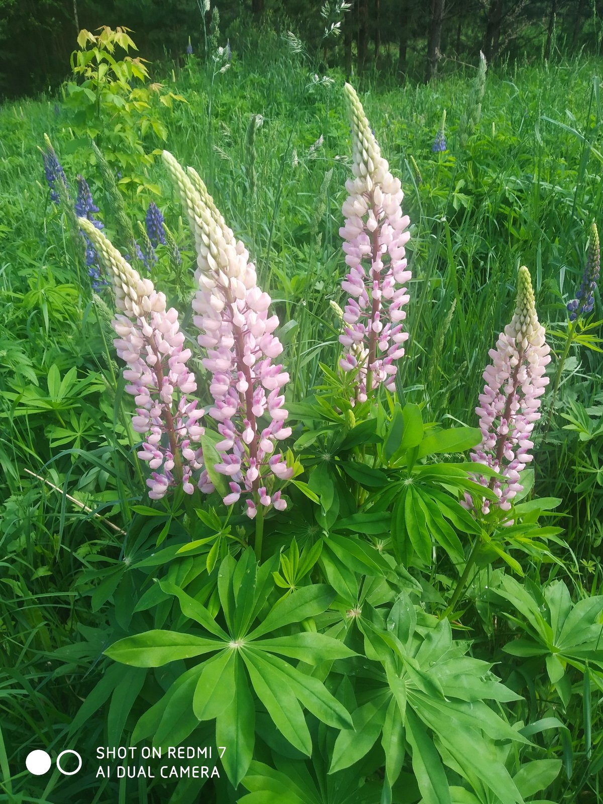 Wildflowers bloom across Chaikovsky, Russia in early summer display