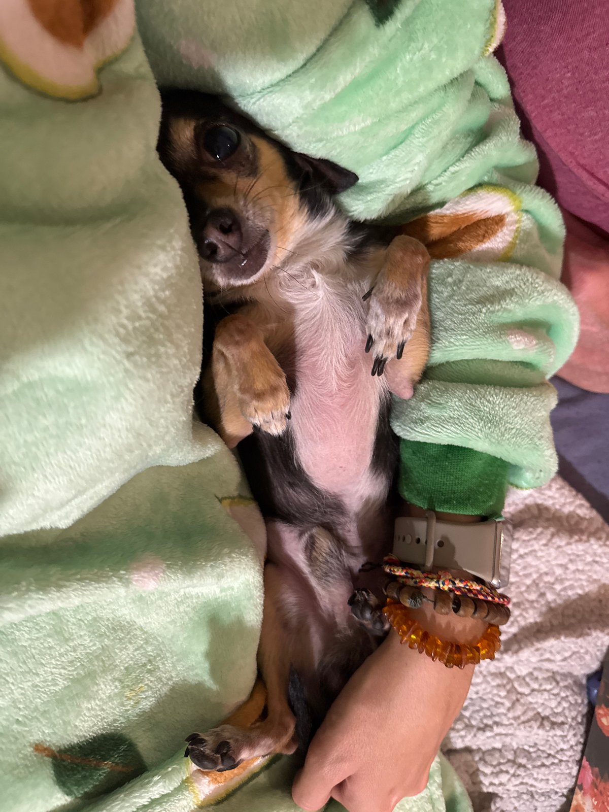 Sofia resident shares quiet evening moment with beloved small dog