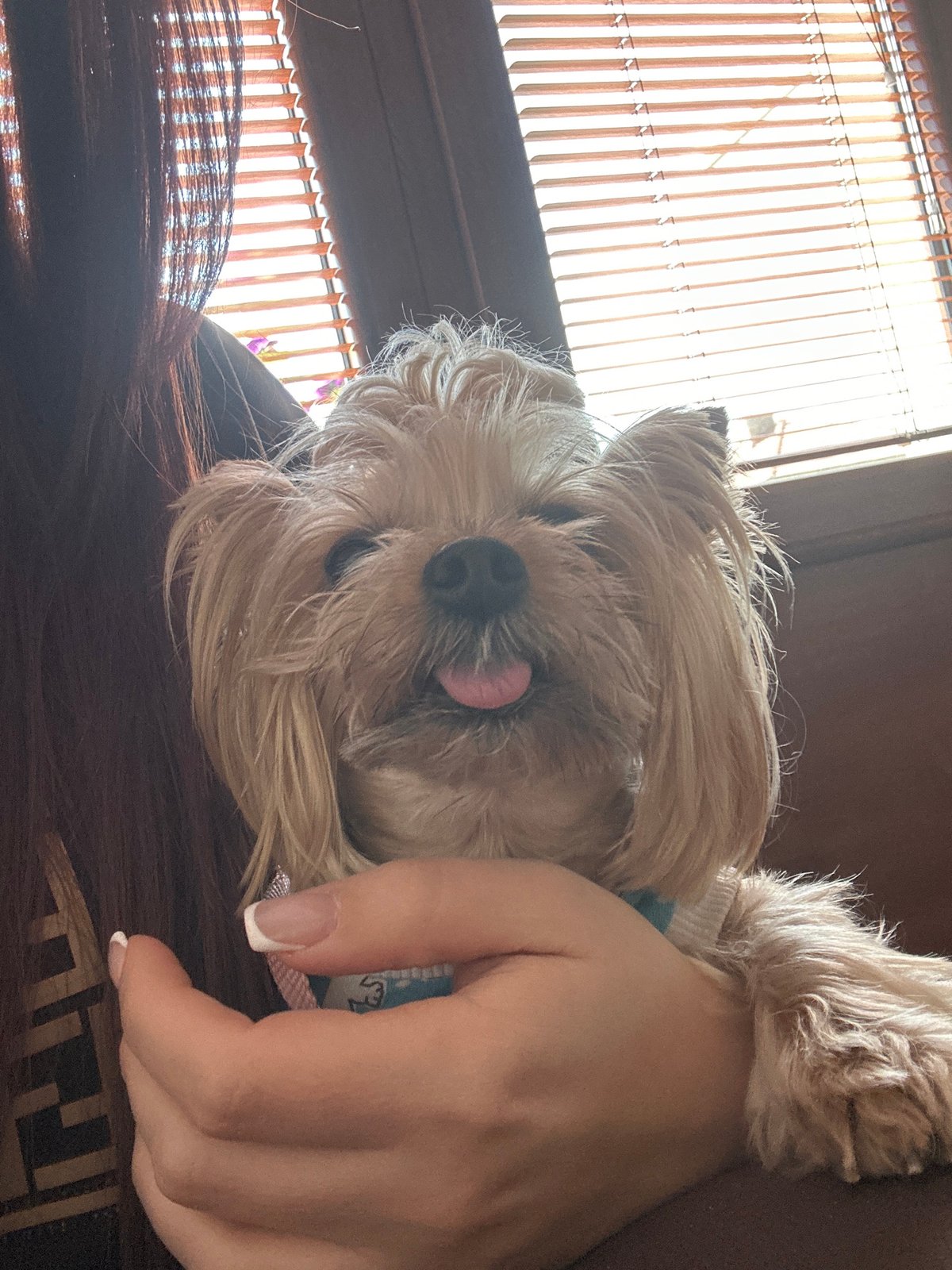 Dressed Yorkshire Terriers spotted indoors in Montana, Bulgaria home