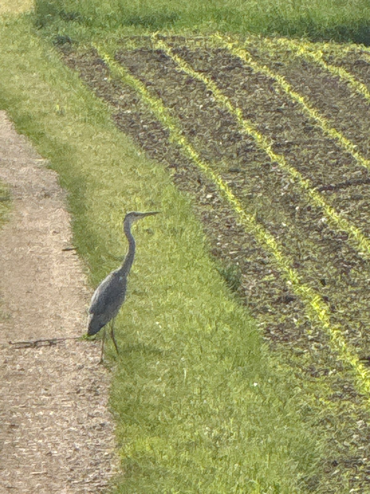 Great blue heron spotted in Wasserbillig farmland
