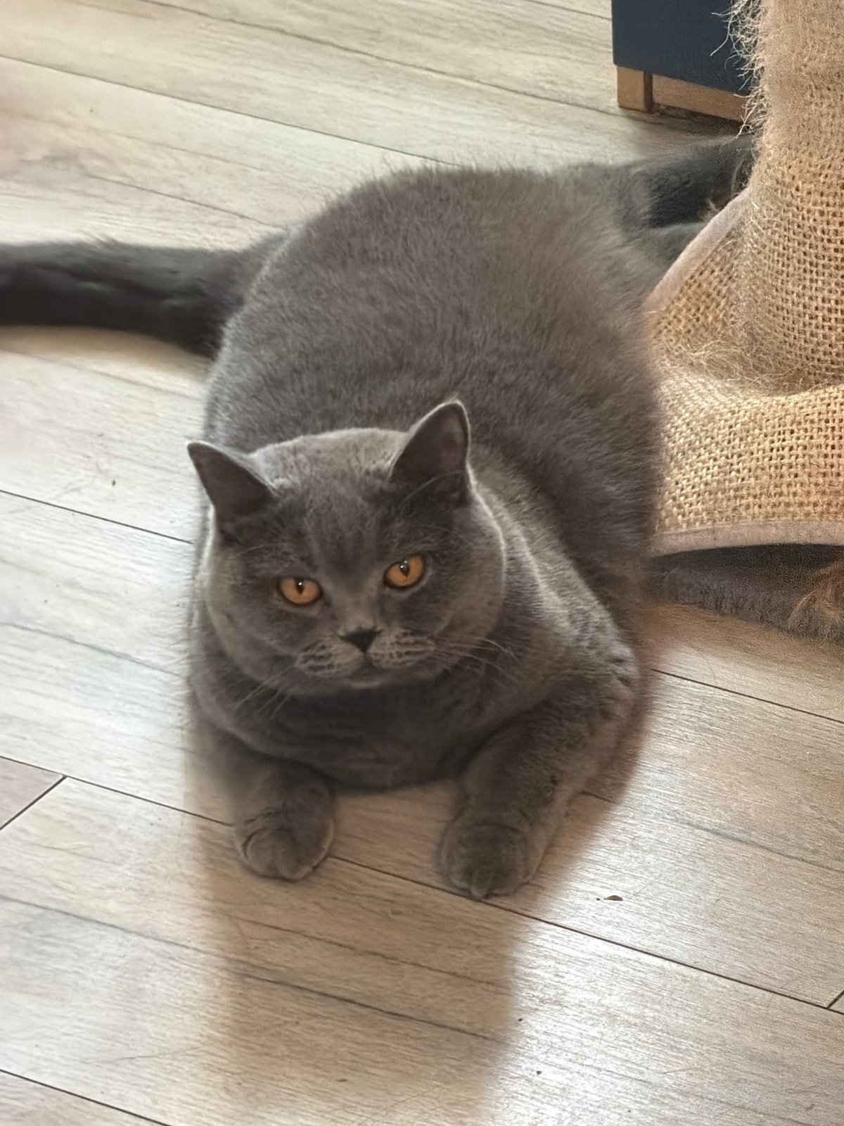 British Shorthair cat chilling on a wooden floor in Szczecin