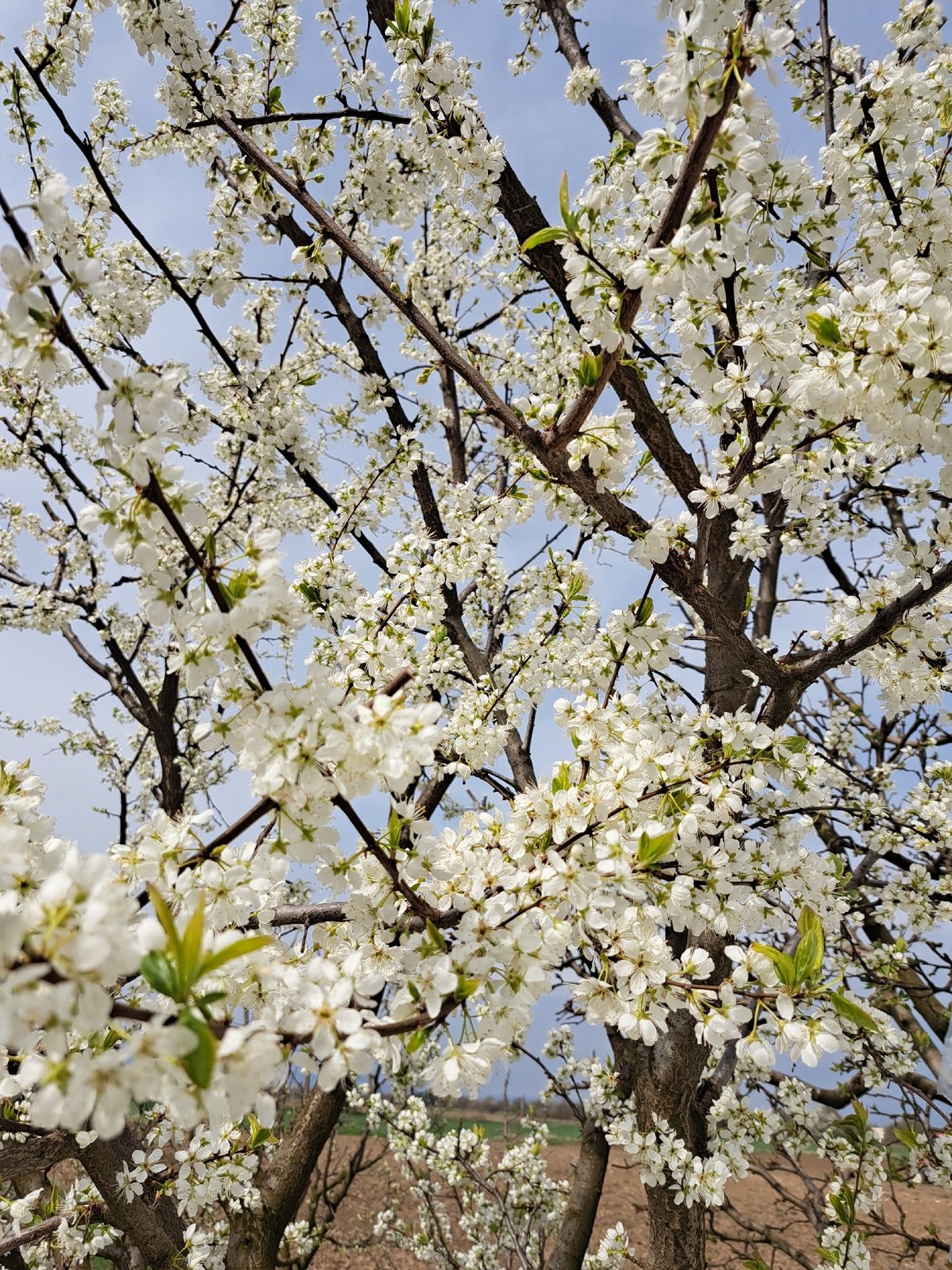Spring farming operations documented in rural Bulgarian village