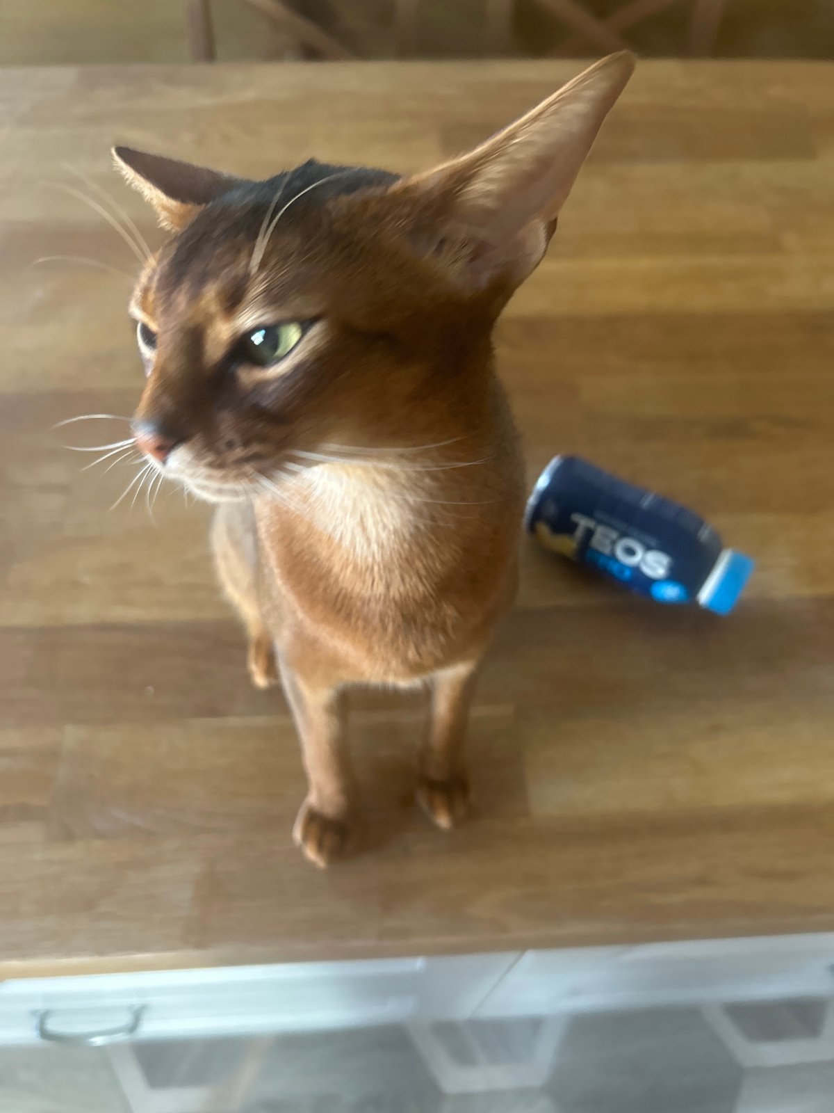 Abyssinian cat photographed up close alongside a sensory toy