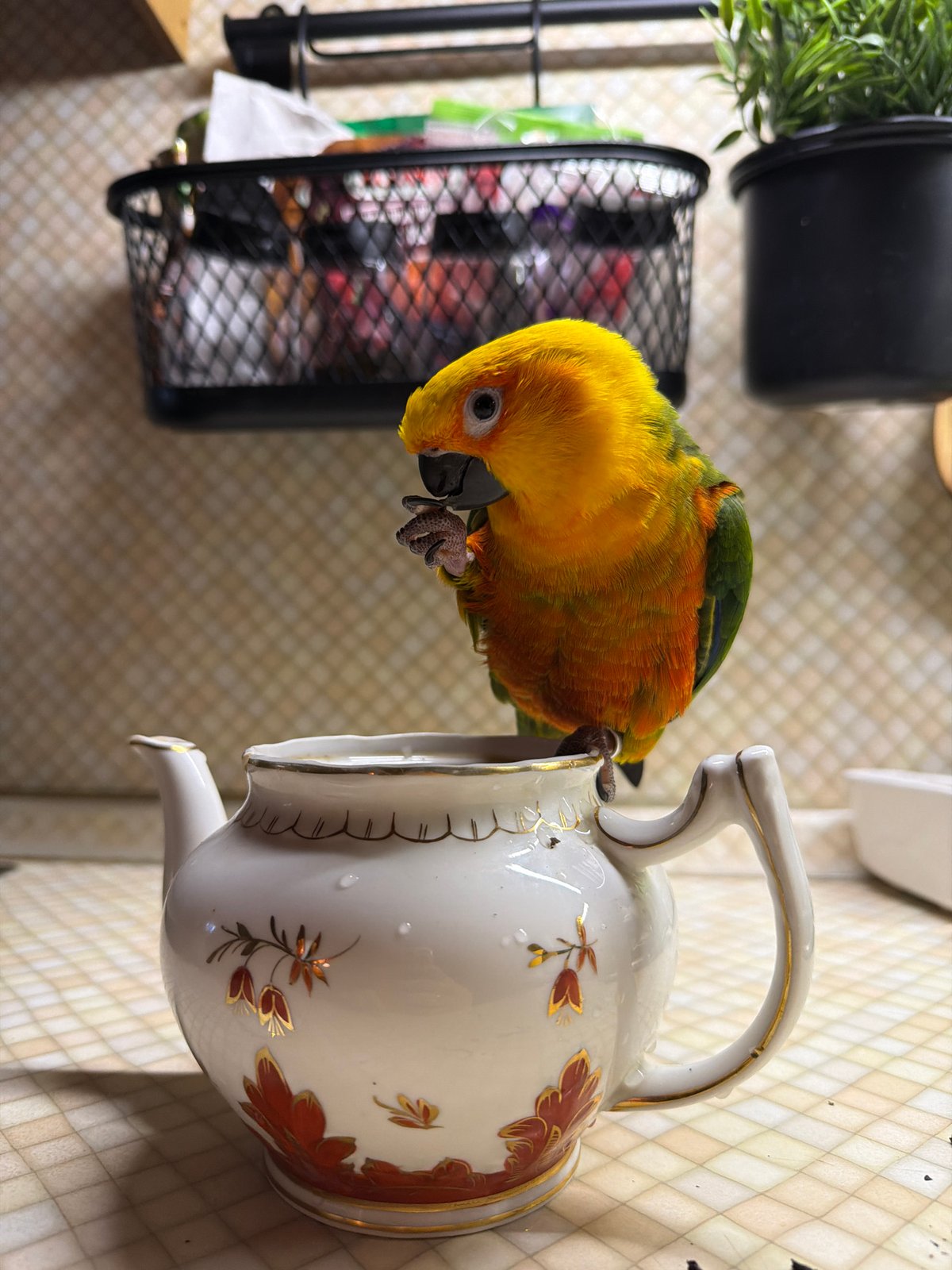 Woman Takes Selfies with Colorful Parrot in Khimki