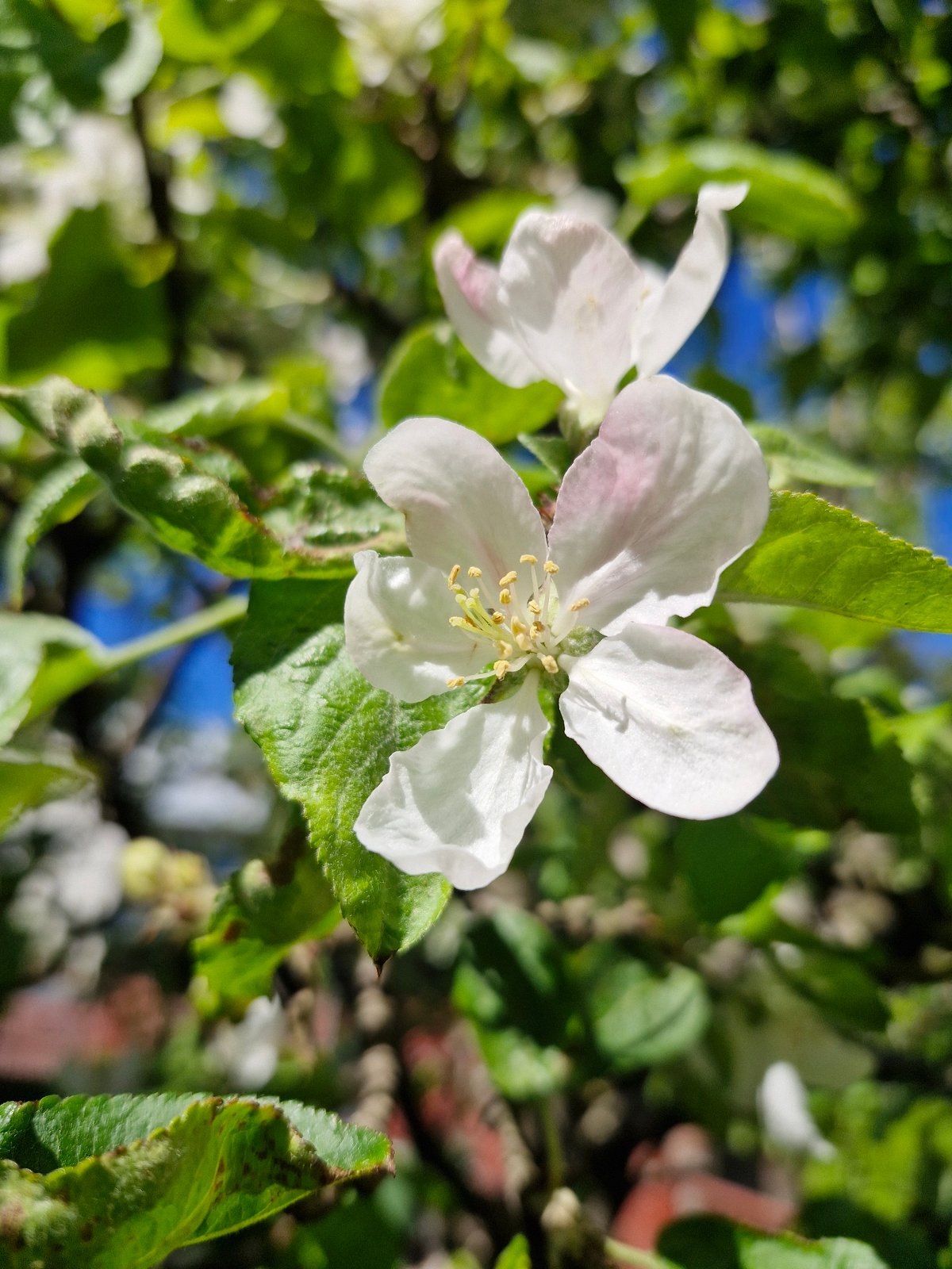 Spring garden blooms documented across multiple flower varieties