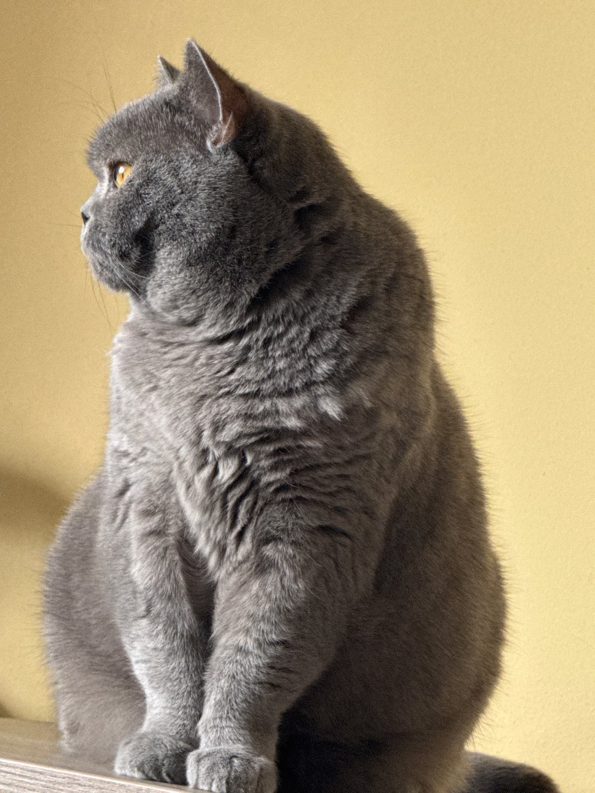 Gray cat spotted resting on wooden structure in Sofia
