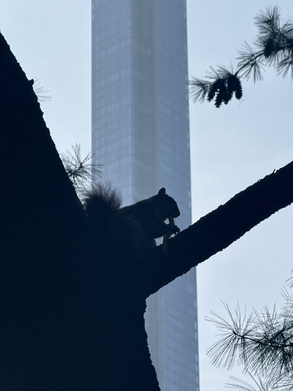 Squirrel feeding, child by bridge observed in NYC evening