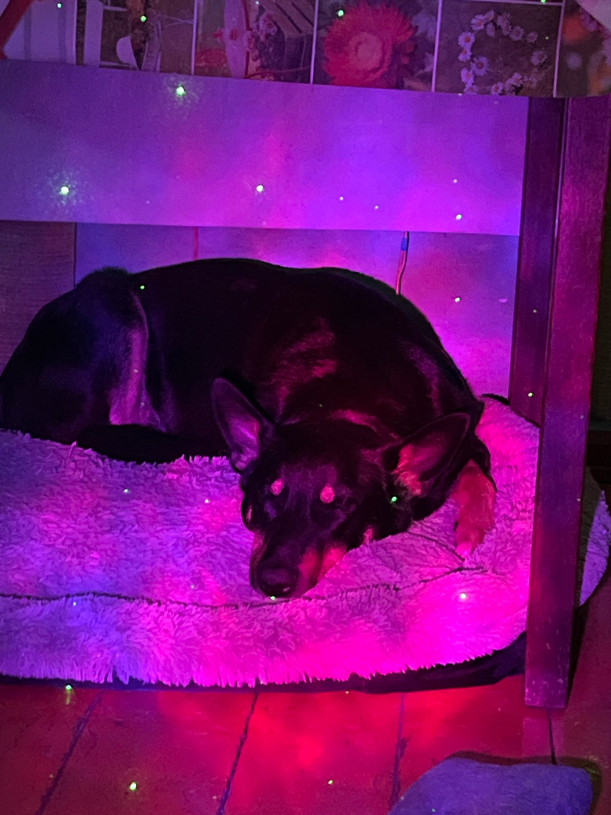 Dogs rest under colorful lighting in Nizhny Tagil homes