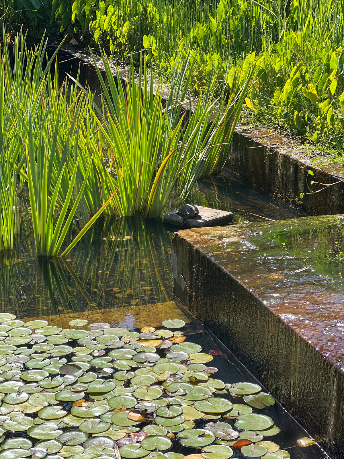 Turtle on a pond stone, crow getting a drink of water
