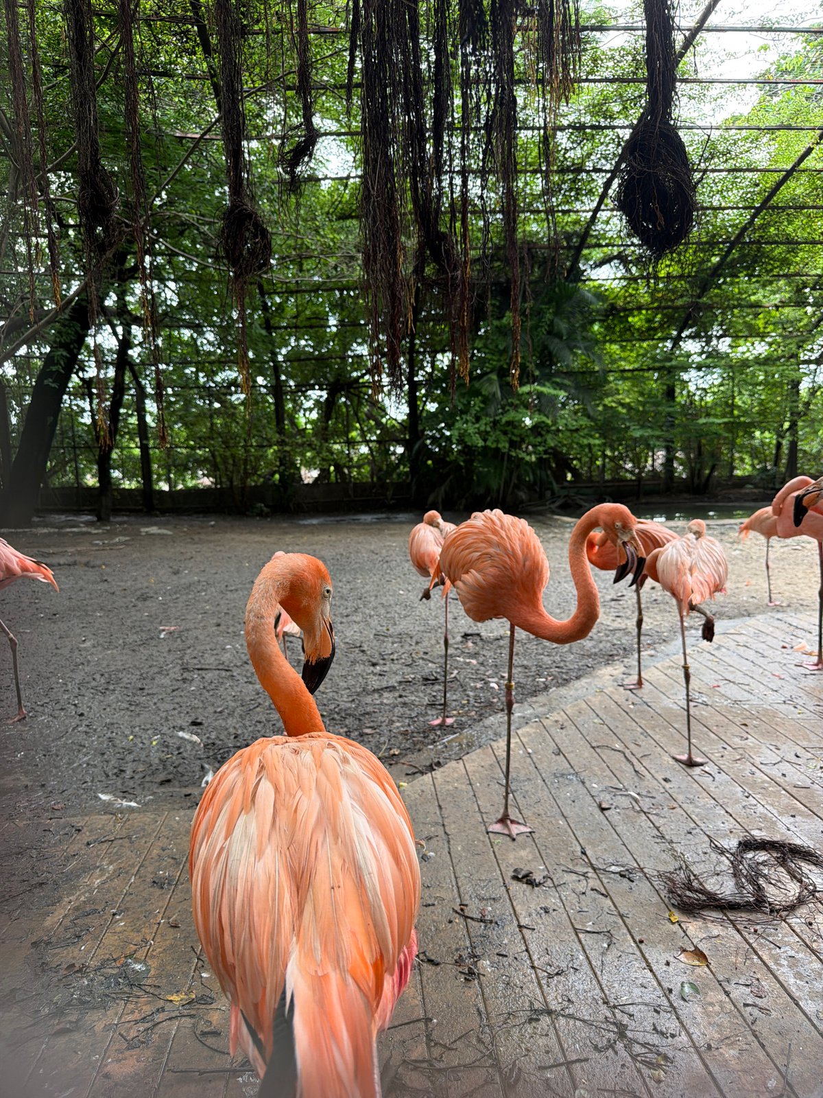 Morning at a Bangkok zoo: flamingos, orangutans, and camels