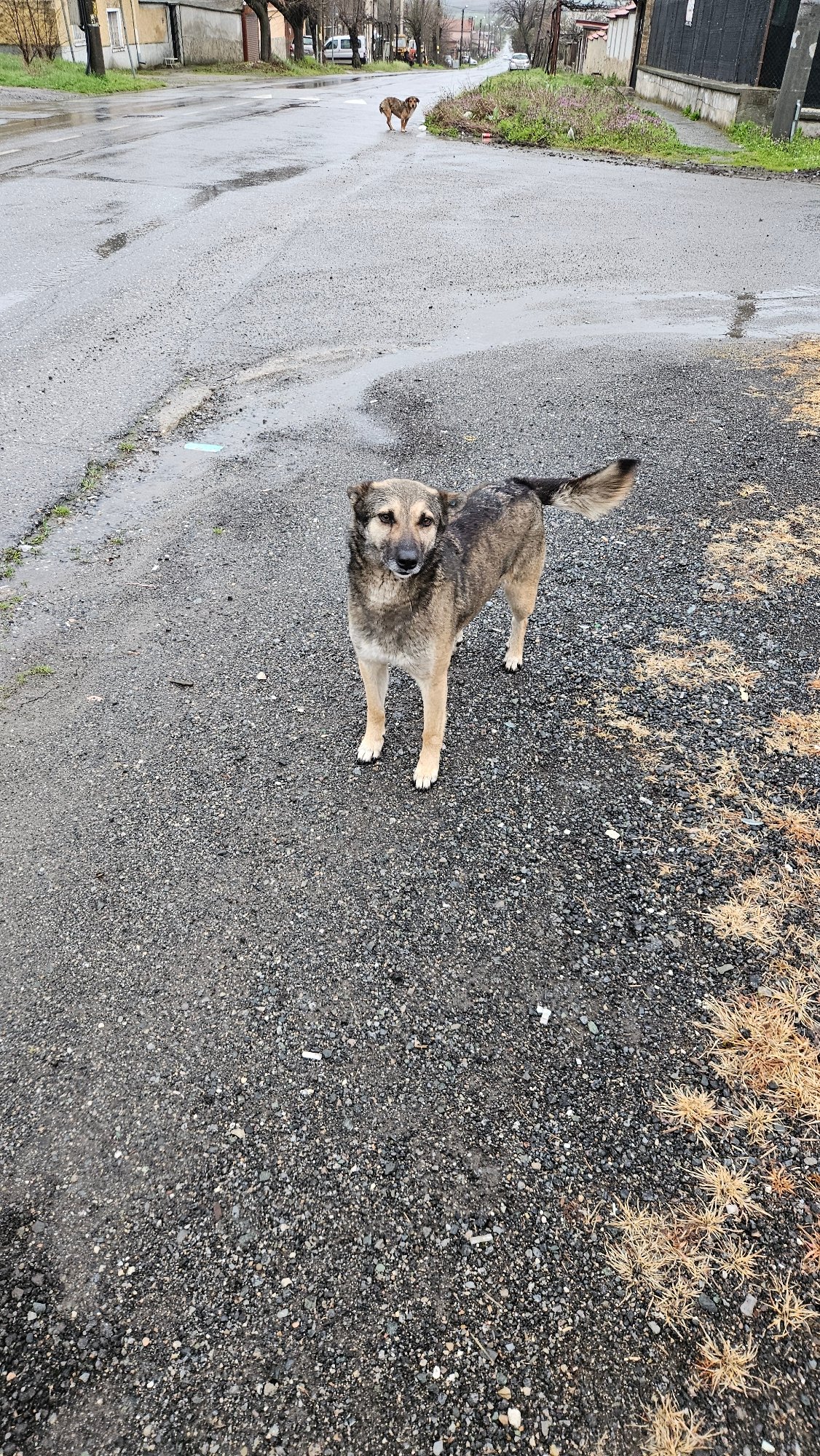 Dog stands on gravel road in Bulgarian village