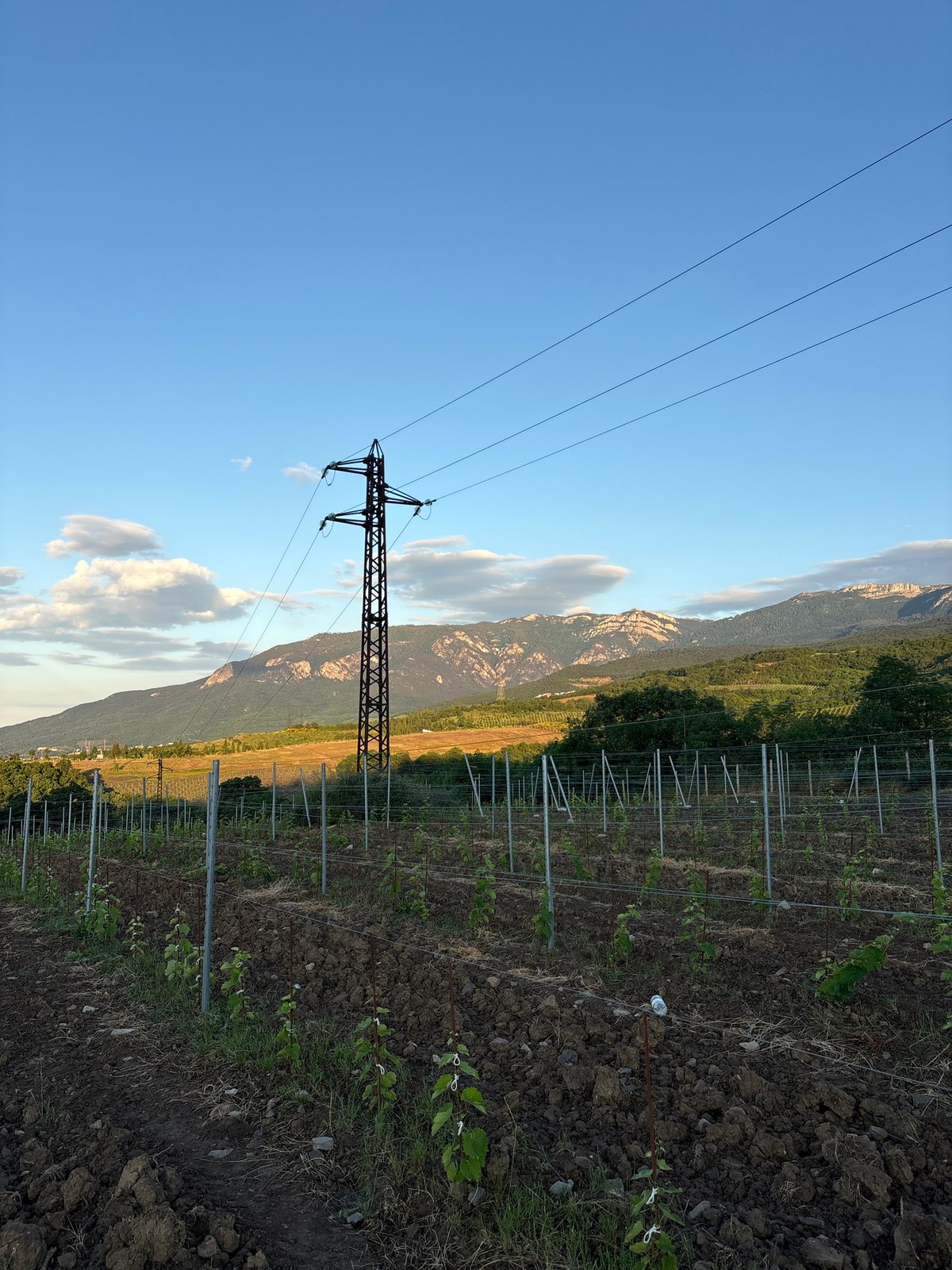 Ukrainian vineyard documented in early morning rural scene