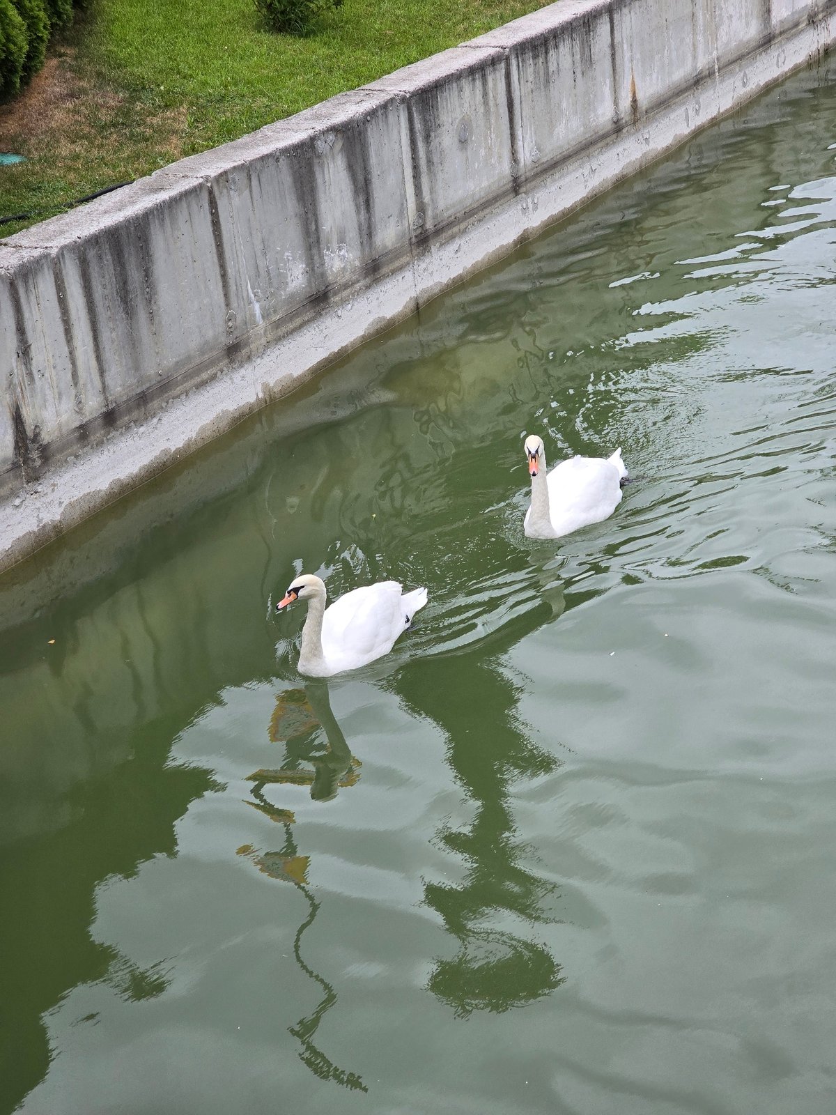 Swans and greenery along a Vynnyky canal on a summer morning