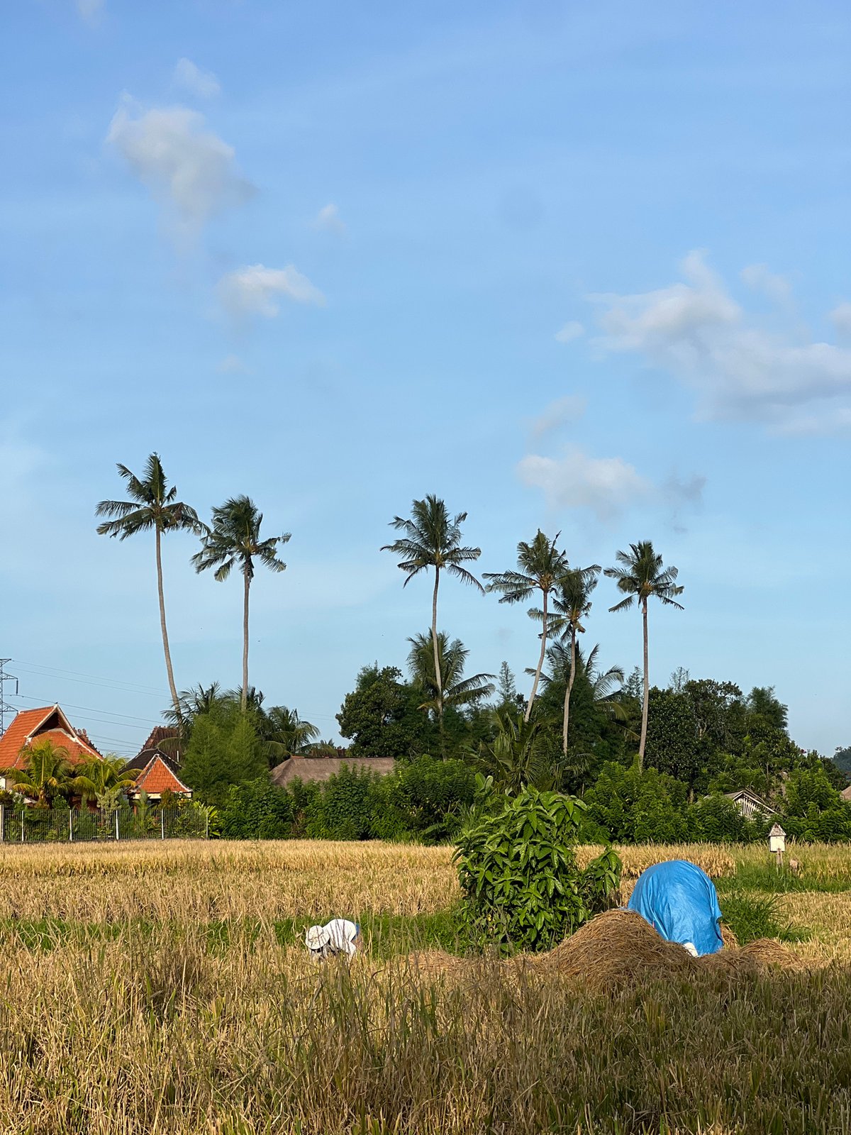 Couple Takes Selfies on Scooter in Ubud Rice Fields