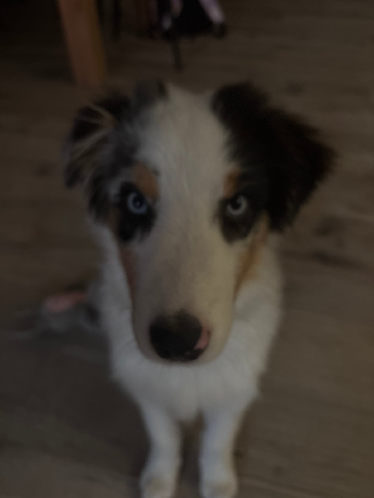 Blue-eyed Australian Shepherd in multiple close-up shots, Krasnodar