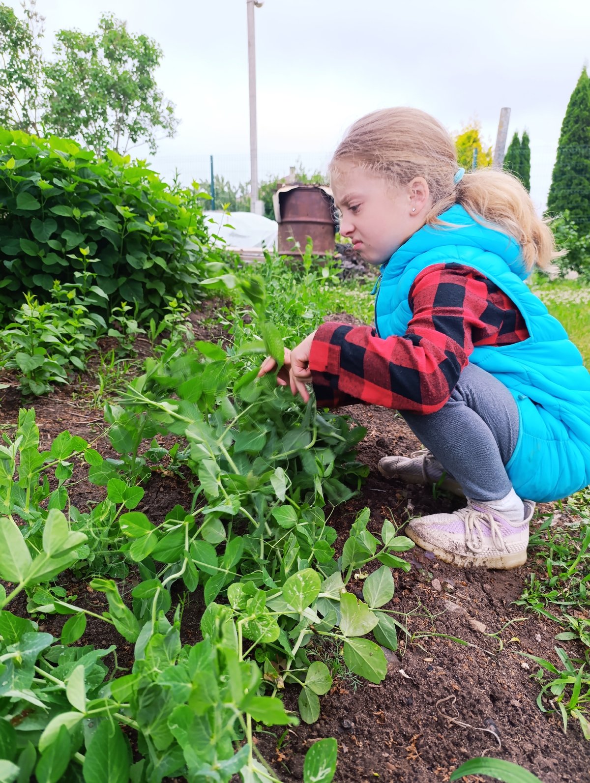 Backyard cooking and gardening session with cauldron stew