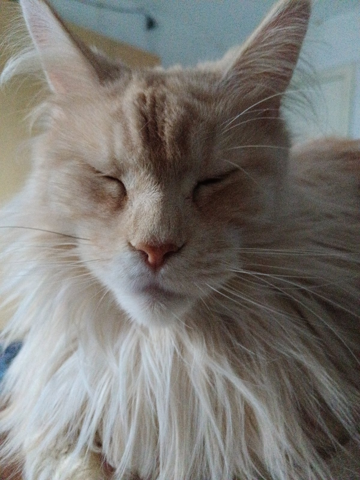 Close-up shots of relaxed cats and fluffy flowers