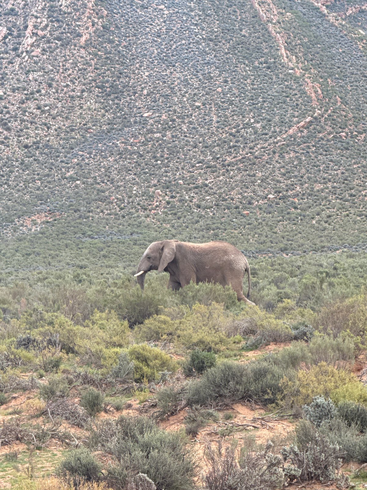 Wildlife Safari Captures African Animals in Natural South African Habitat