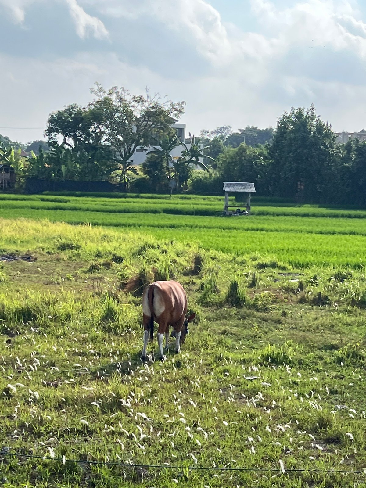 Cattle grazing among rice paddies on Bali's developing rural edge