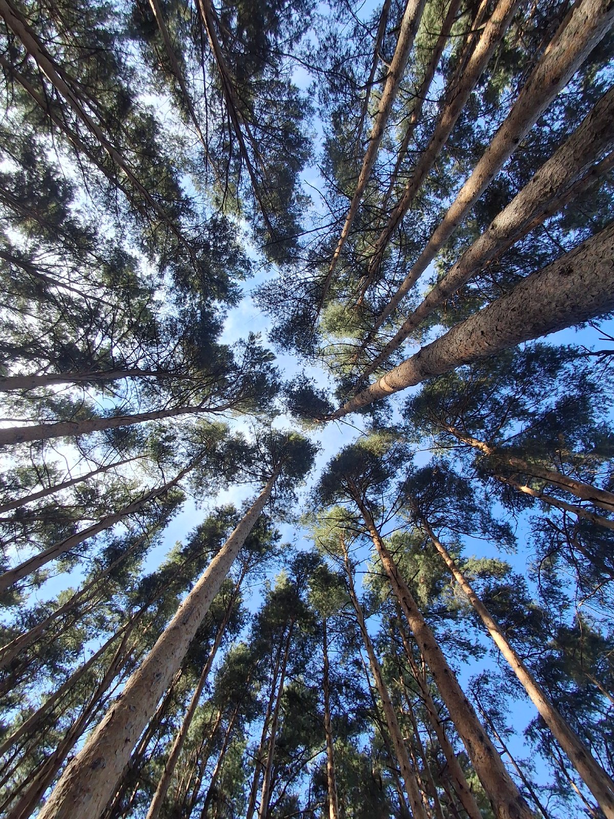 Pine canopy reaches toward clear blue sky in Chaikovsky forest