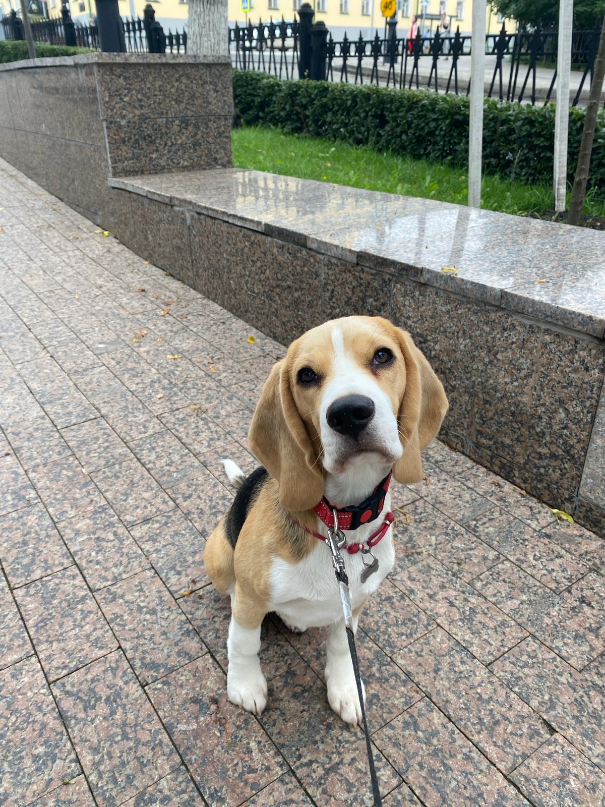 Beagle puppy outing and pet store visit in Perm