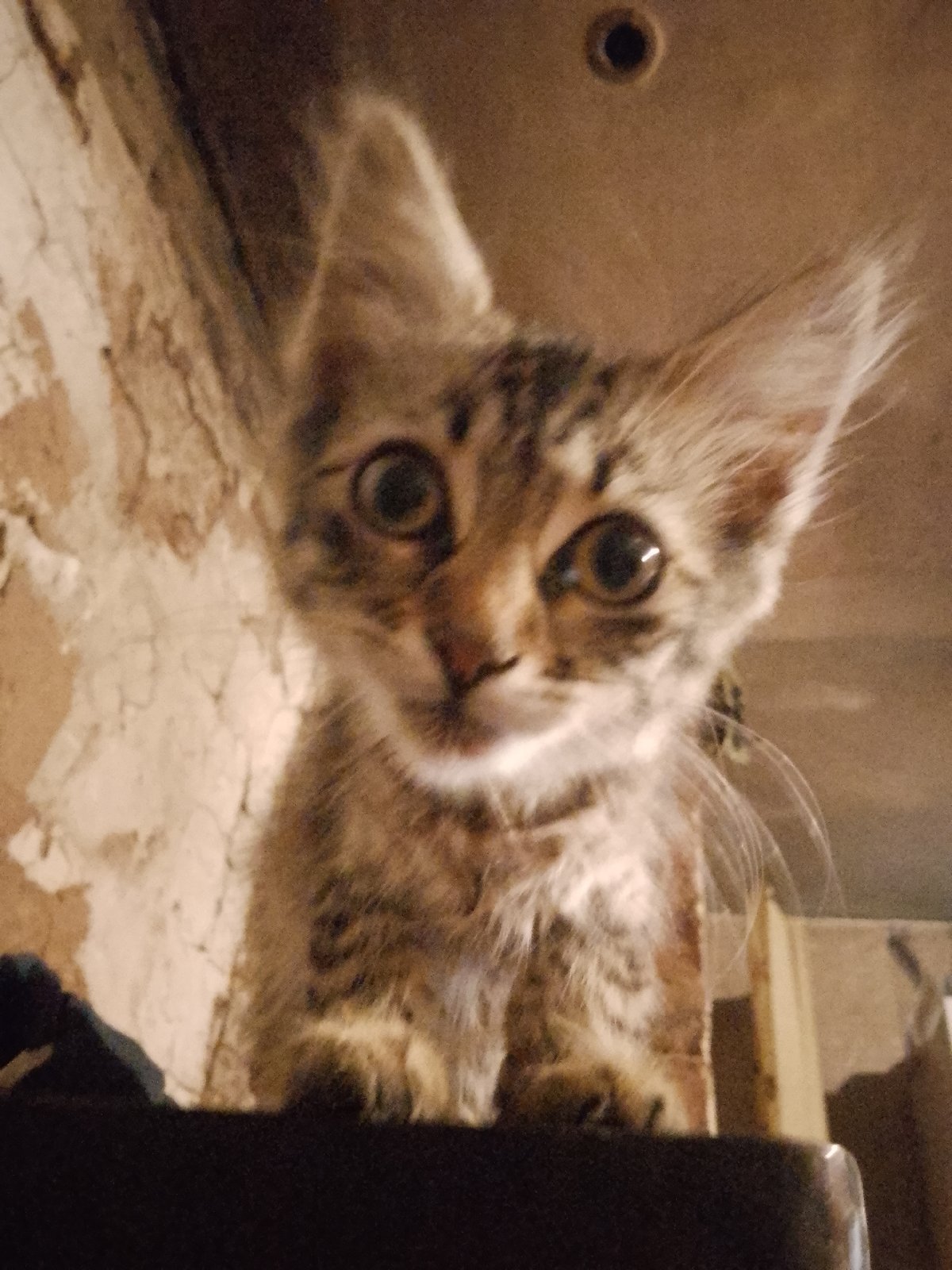Tabby kittens up close, eyes wide, full attention on camera