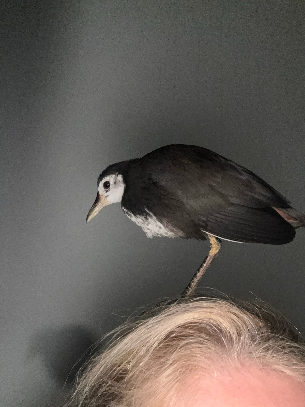 Bird with white markings interacts with person in Kuta Selatan