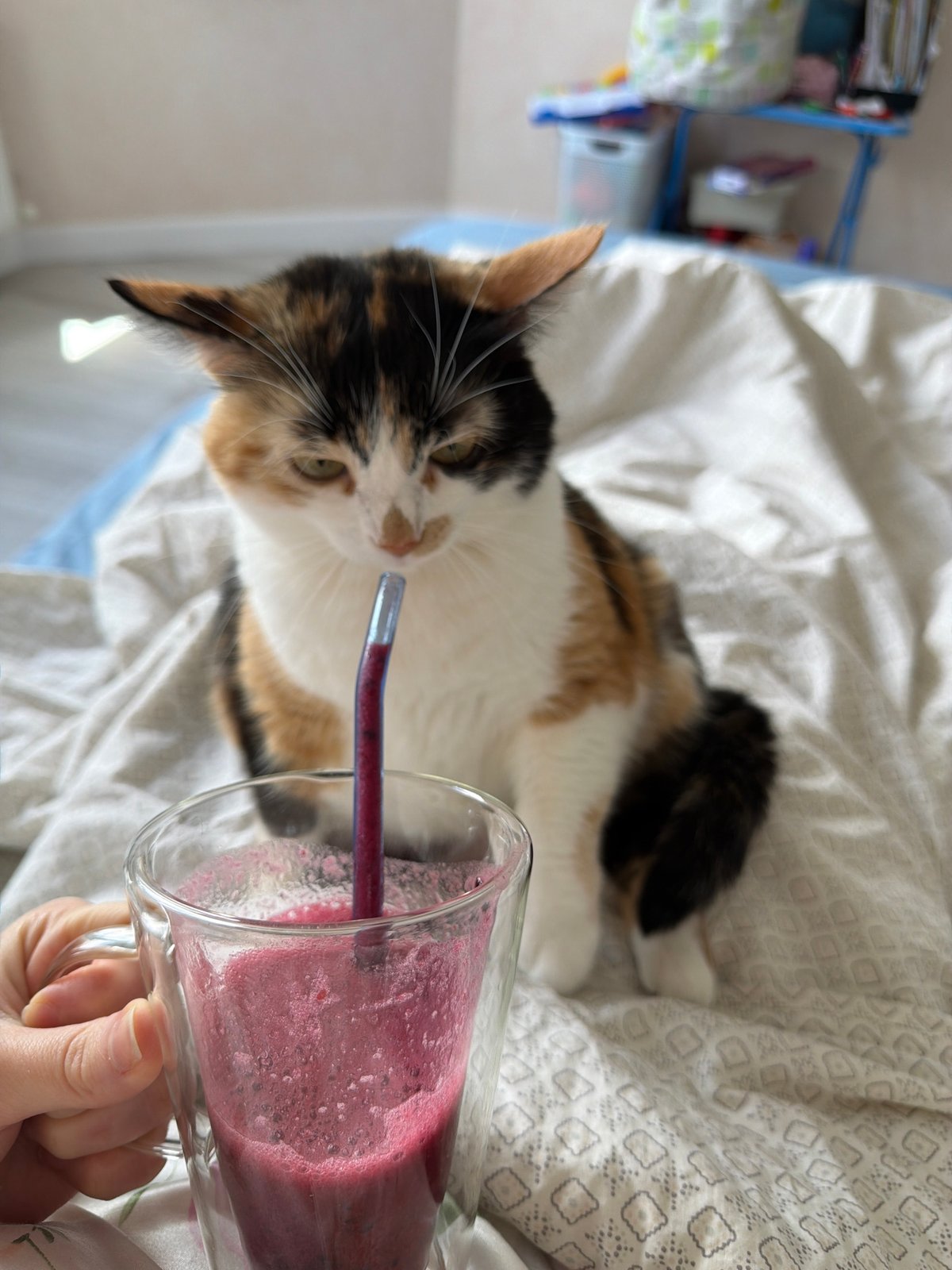 Morning routine with calico cat and smoothie in Russia