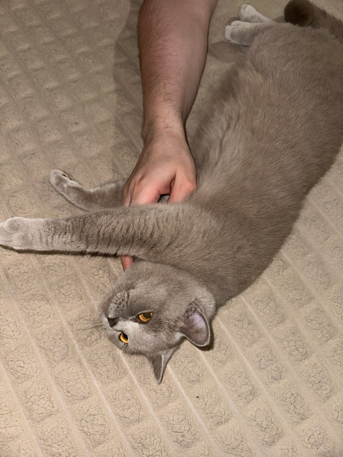 Quiet evening with grey cat documented in Ternopil home