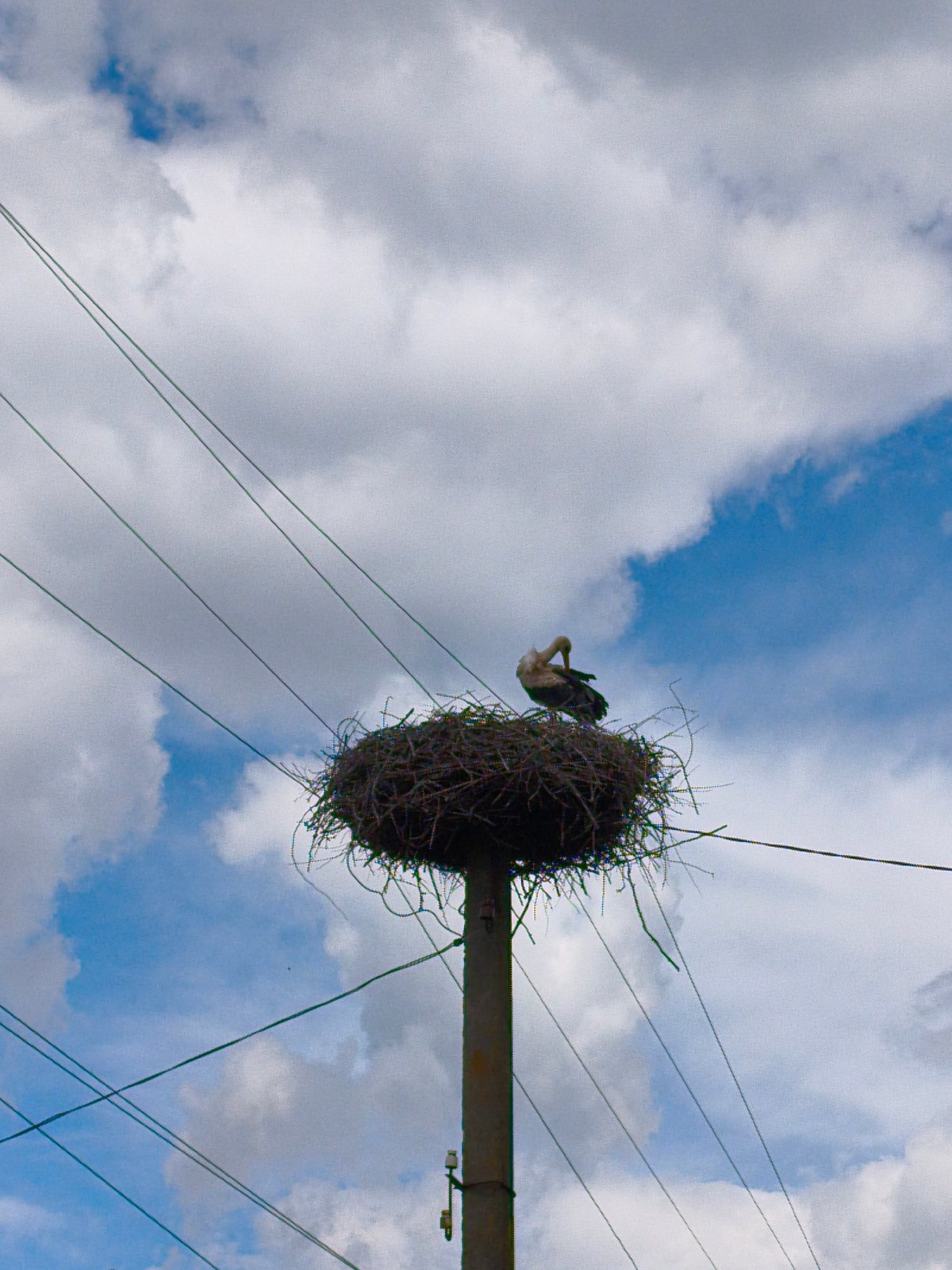 Storks nesting on utility poles documented in Ukrainian village