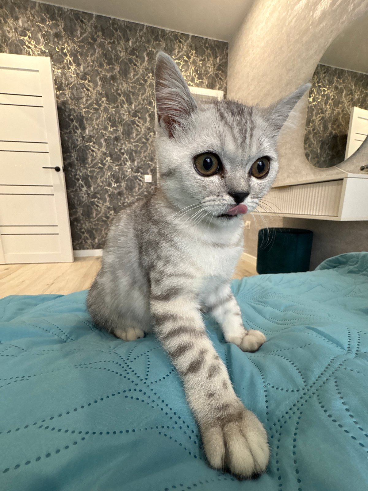 Casual indoor moments with cat, selfies documented in Izhevsk