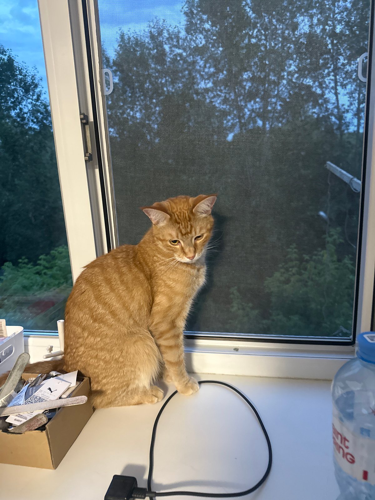 Orange tabby cat's leisurely afternoon indoors exploring and lounging