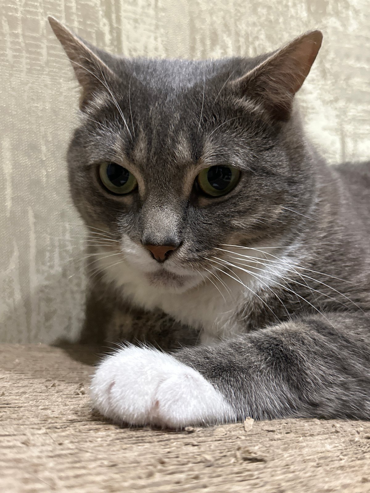 Gray tabby at rest, lounging and grooming indoors