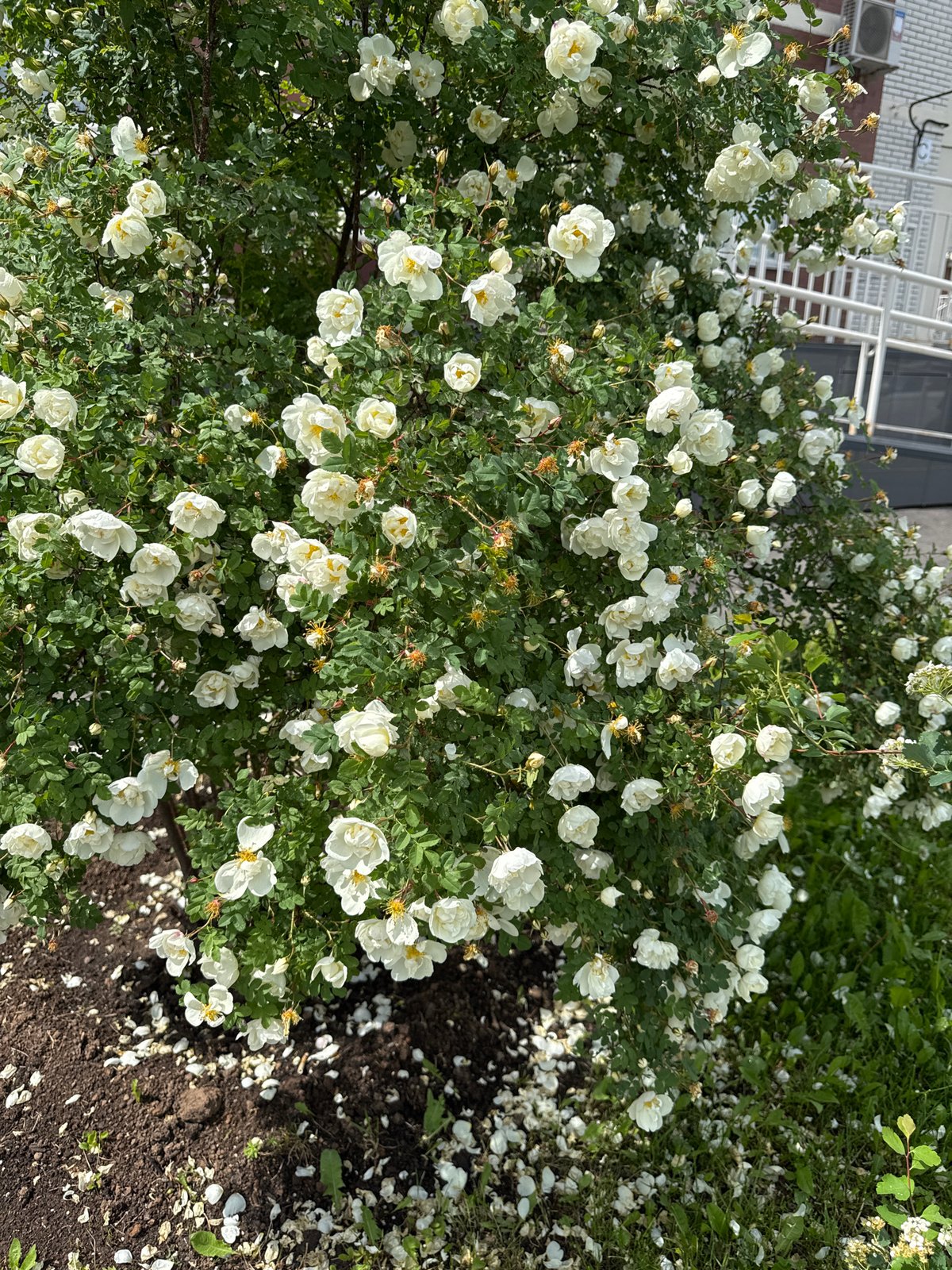 Rose gardens bloom across Izhevsk in early summer display