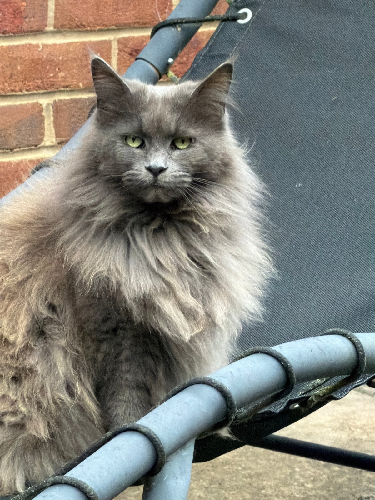 Cats claiming every seat in a UK back garden