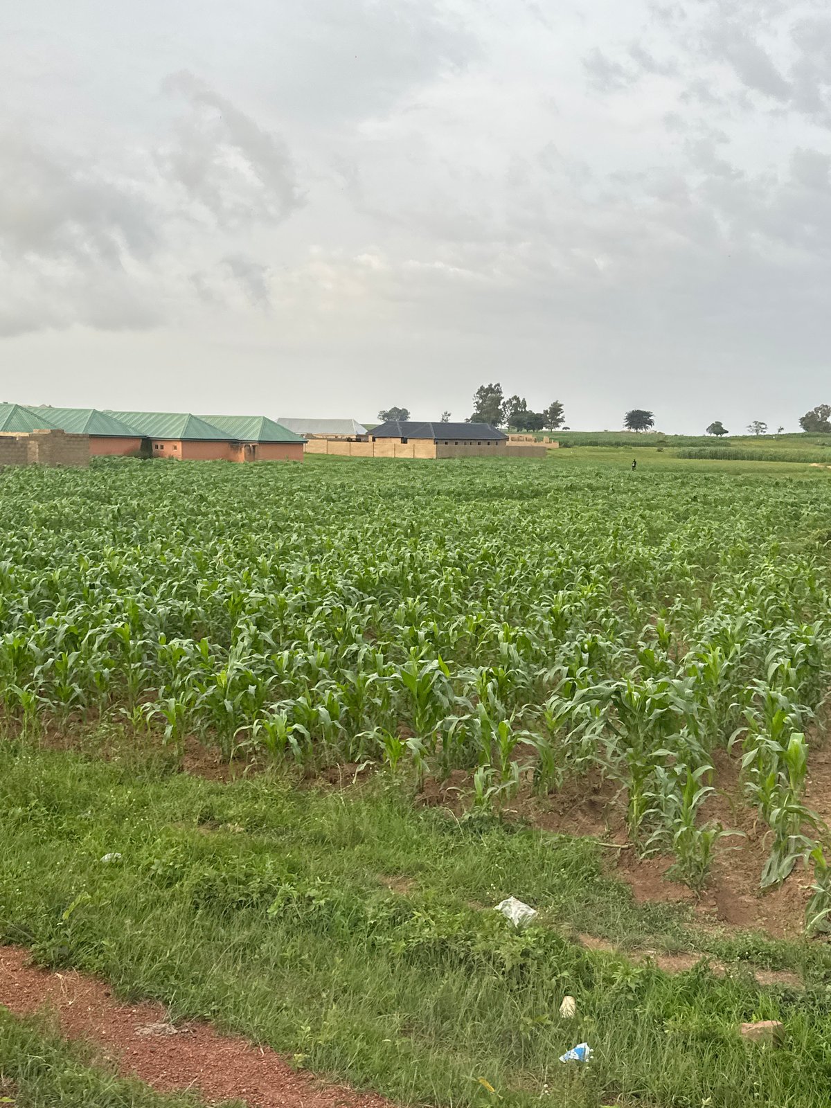 Everyday life in Durumi: cattle, crops, and neighborhood streets