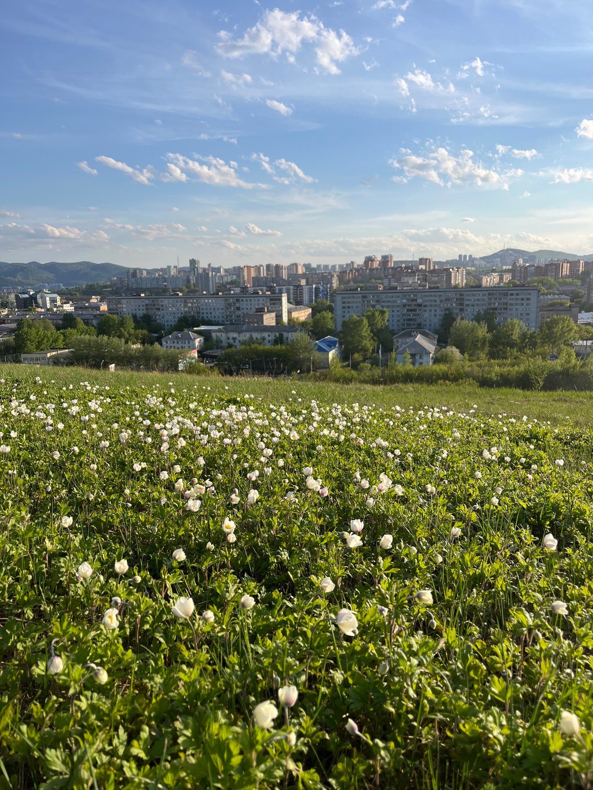 Spring flowers bloom in field near Krasnoyarsk urban area