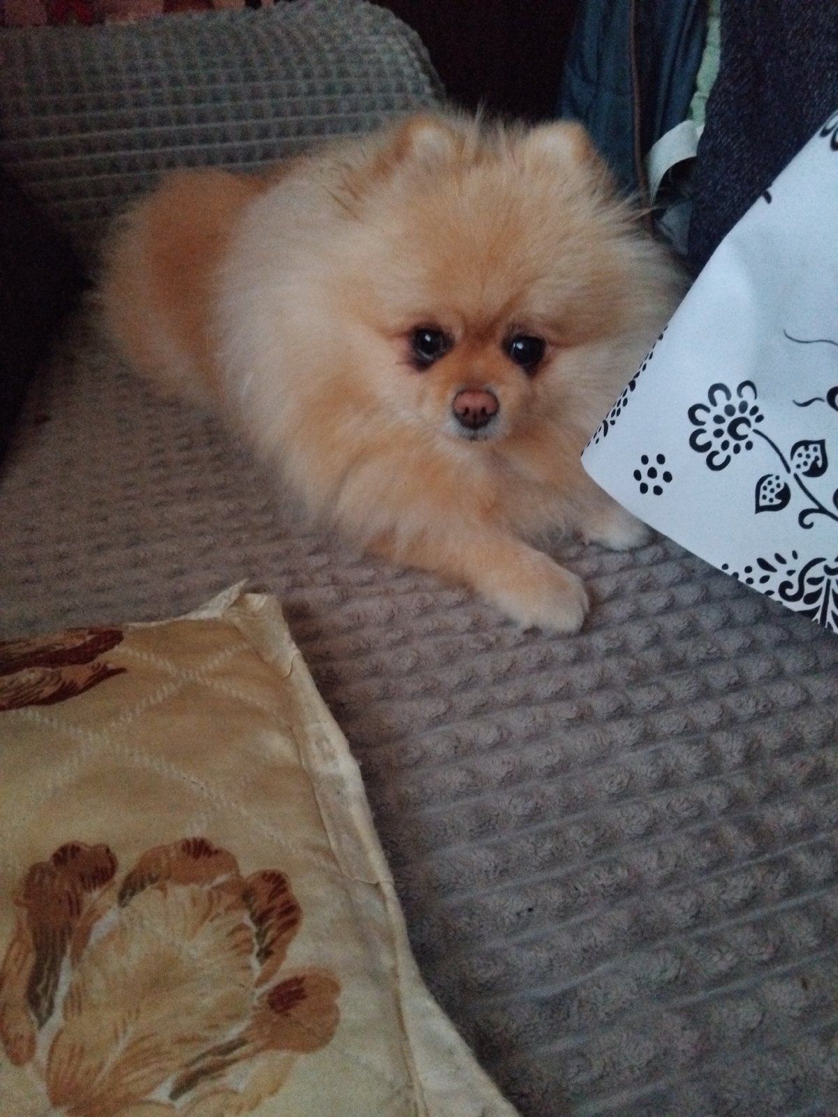 Pomeranian dog naps on couch in Bulgarian home