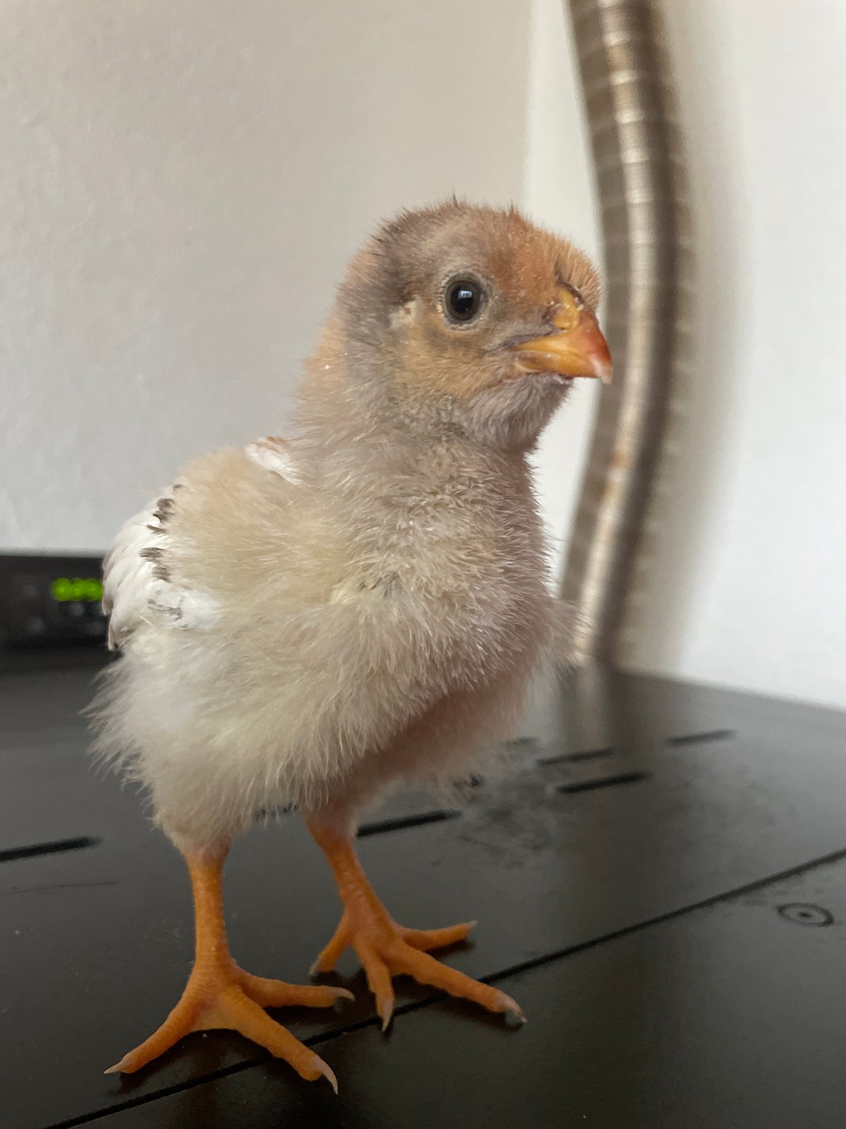 Chicks documented in indoor brooding setup in Zlatograd, Bulgaria