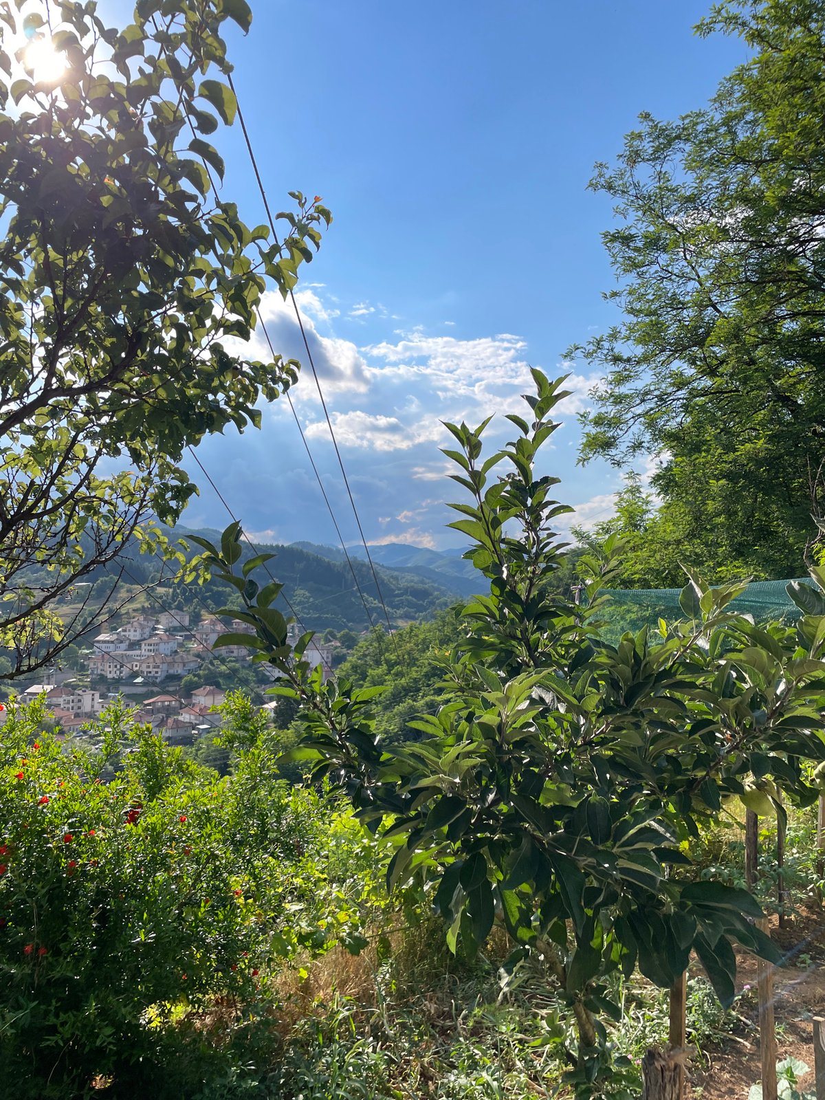 Dogs, kittens, and valley views from a Zlatograd hillside