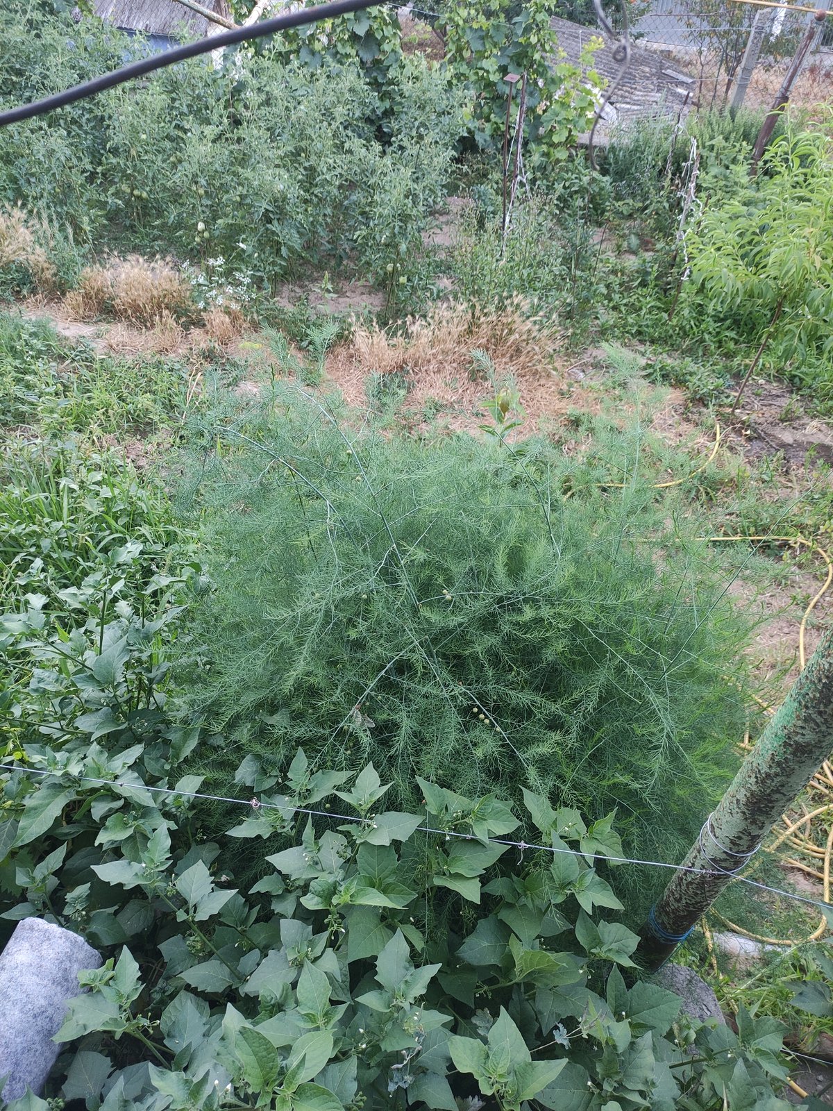 Summer afternoon in a Rybnitsa garden, home, and yard
