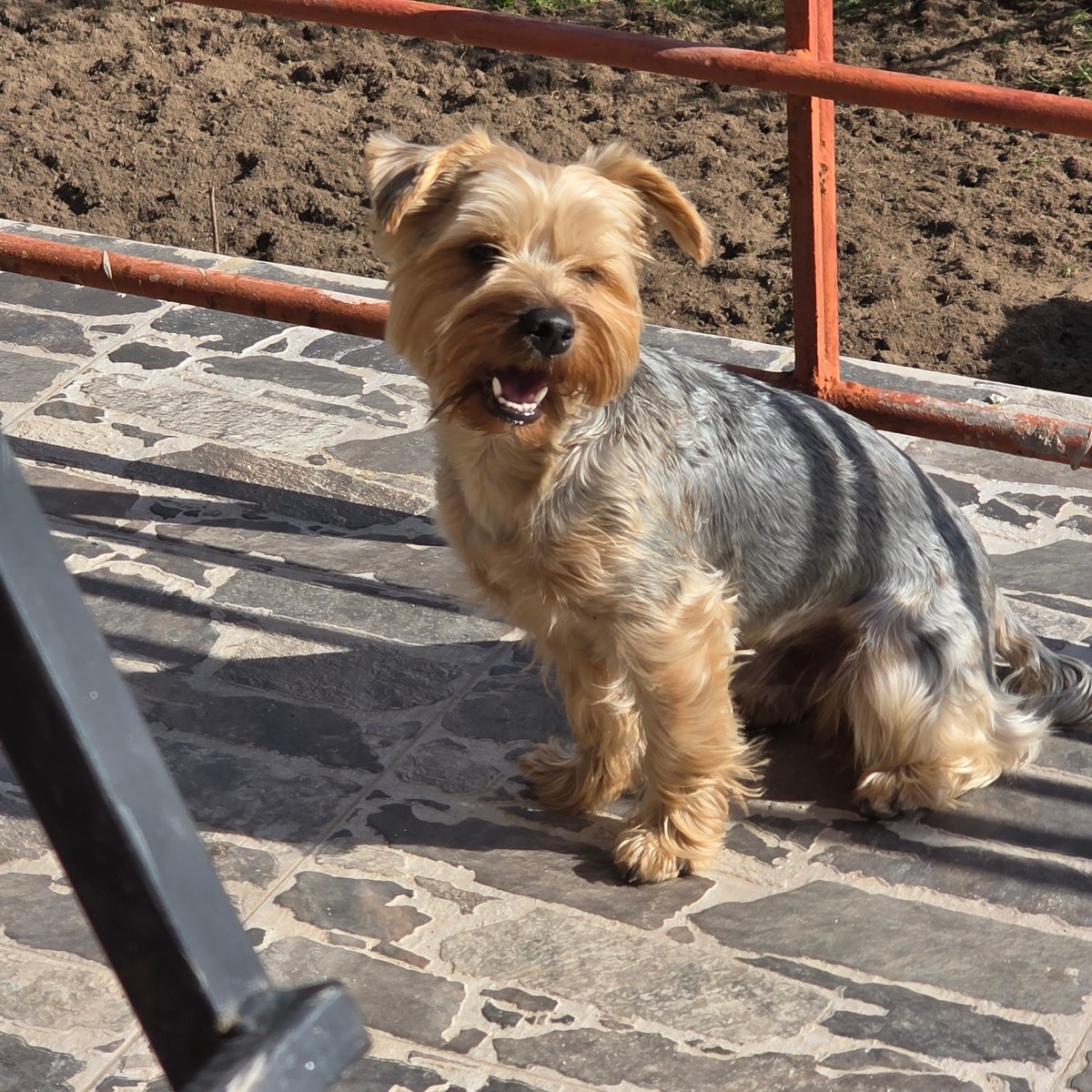 Dogs spotted on stone pavement in Zheleznitsa, Bulgaria