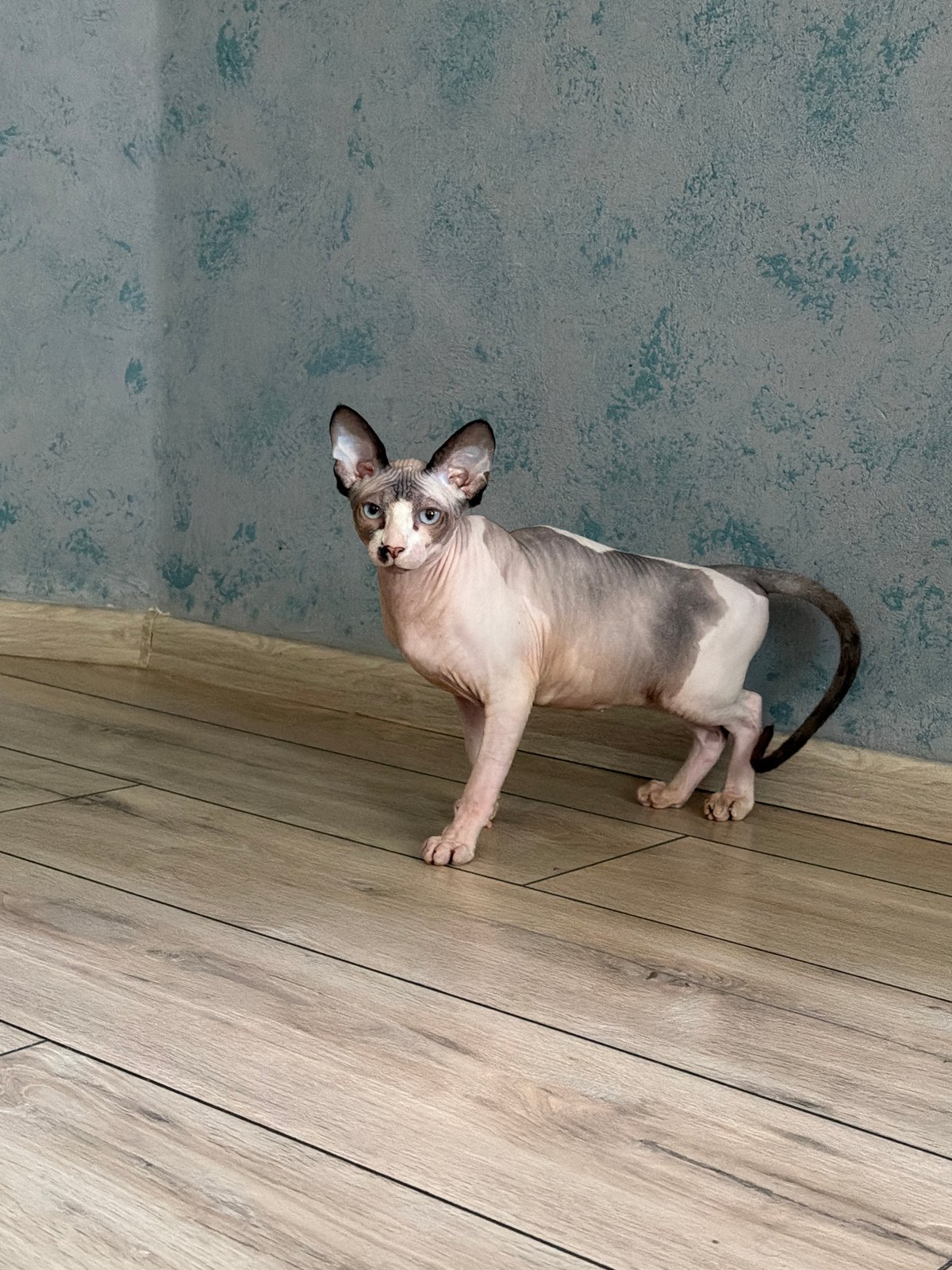 Indoor cats spotted in domestic setting during midday