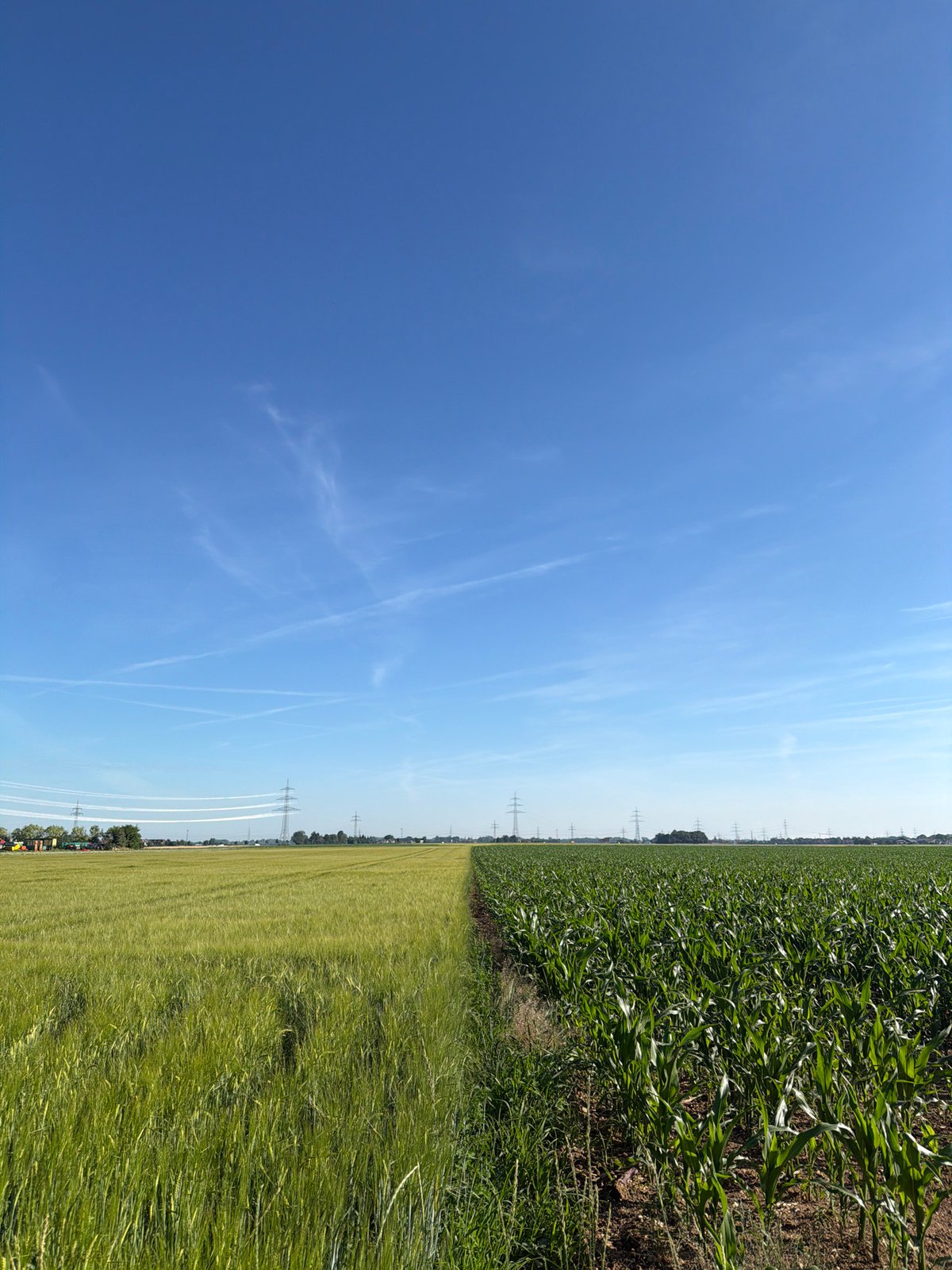 Summer morning on the agricultural outskirts of Poing, Bavaria